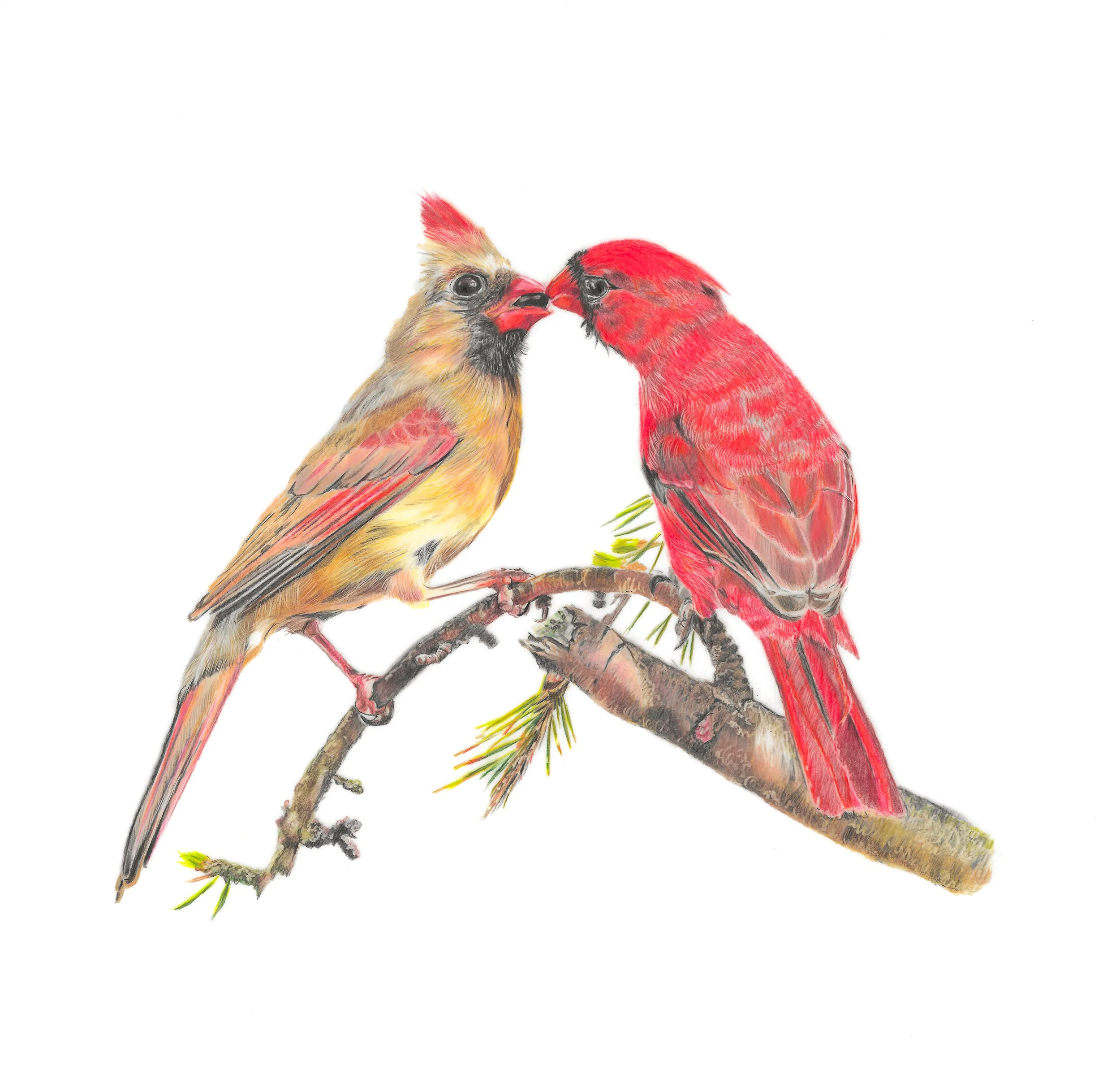 MN061 Cardinal Pair