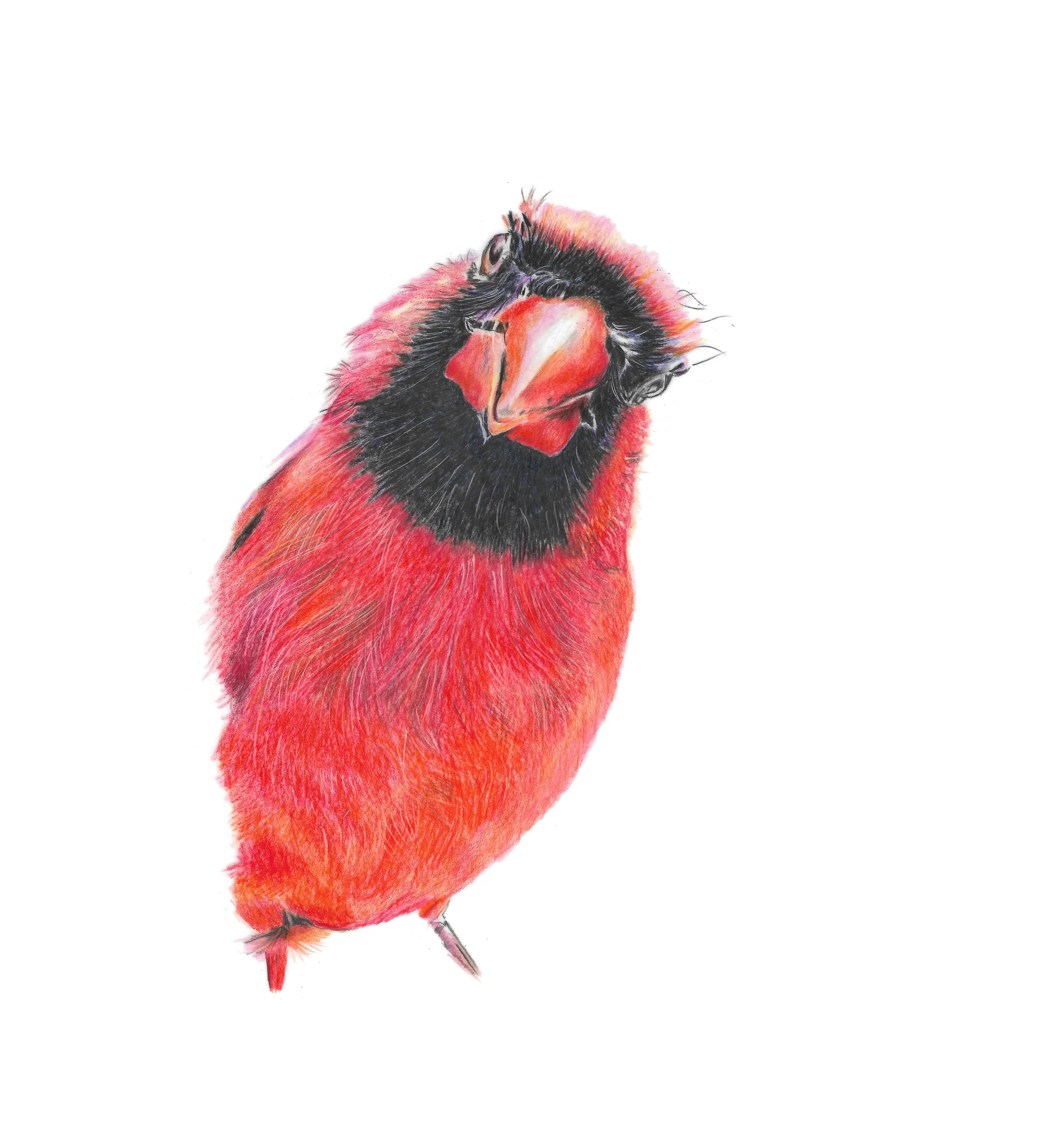 MN006 Cheeky Cardinal