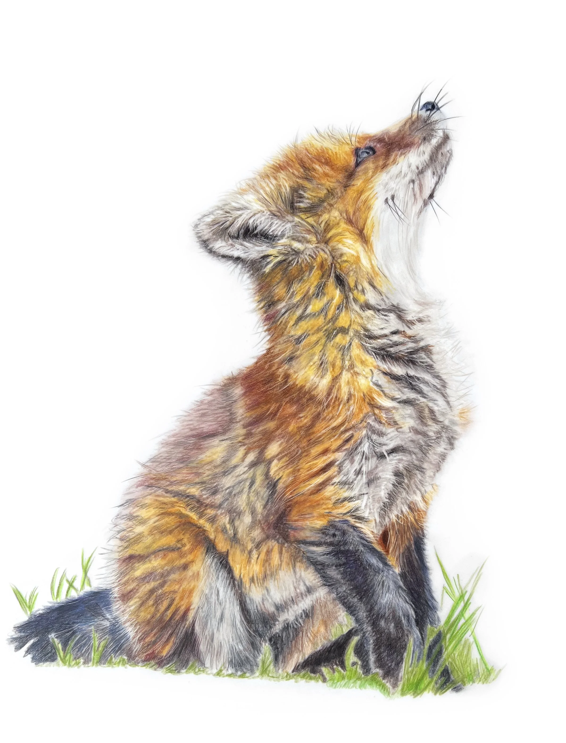 Card - Fox Cub Sitting MN016