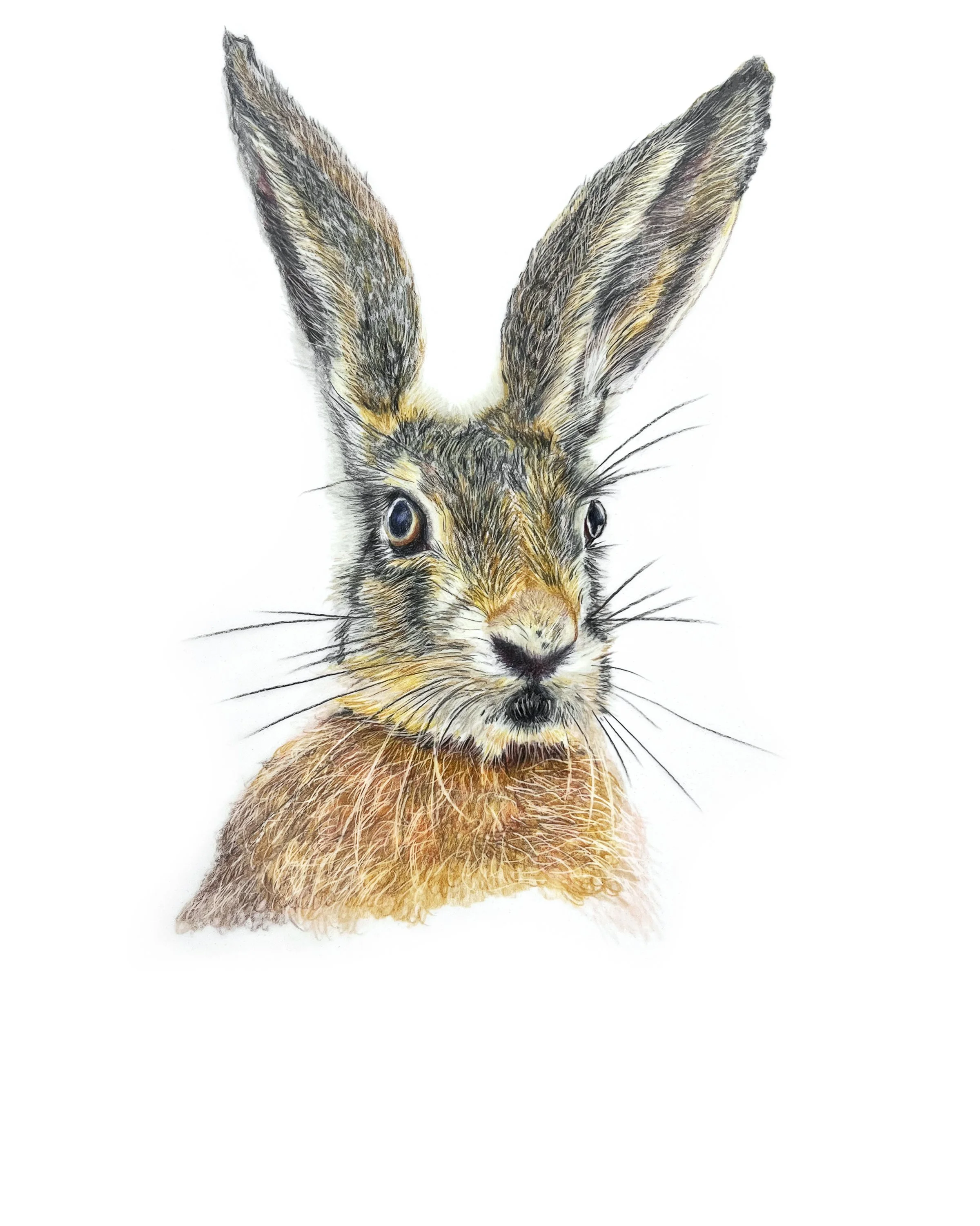 Hare MN 019