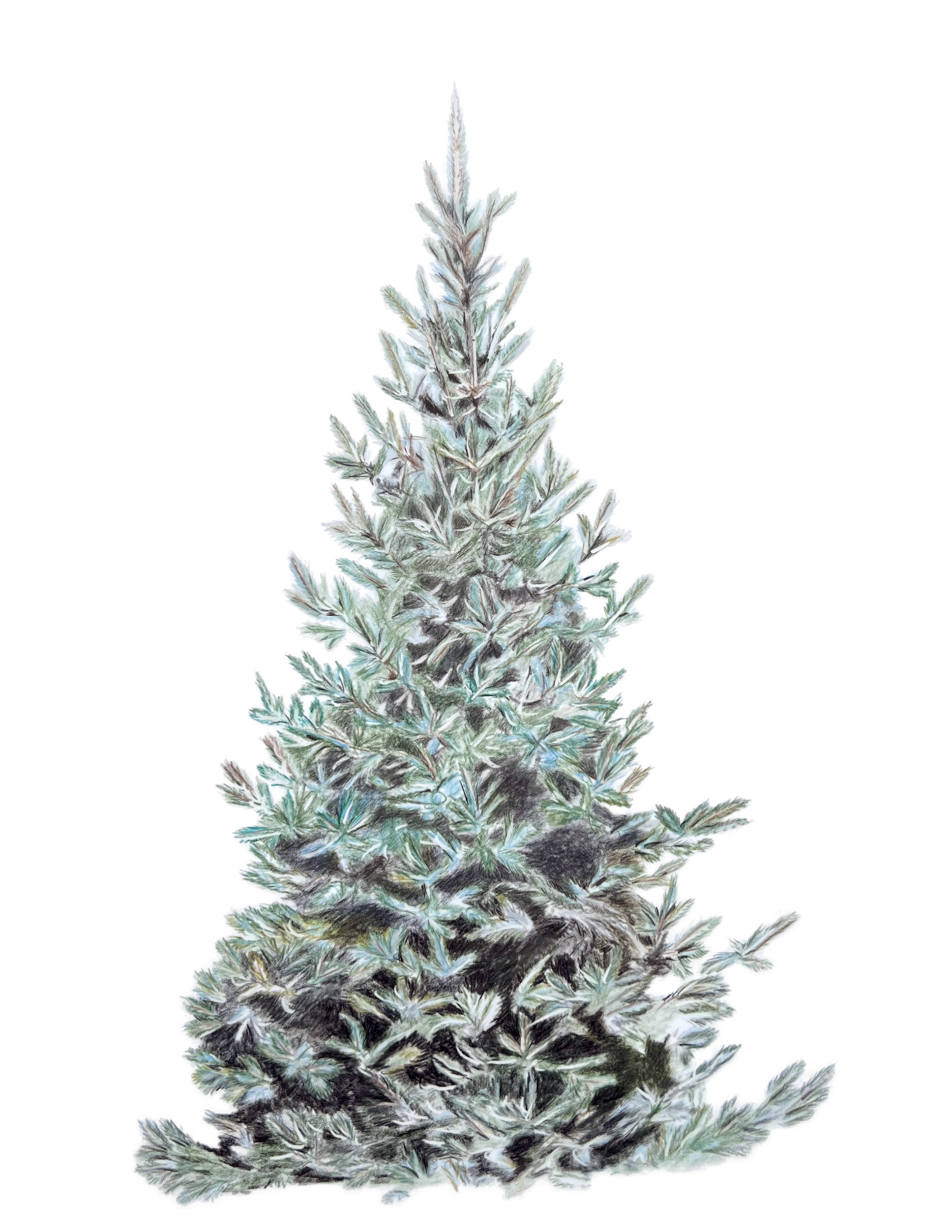 Card - Spruce Tree MN037