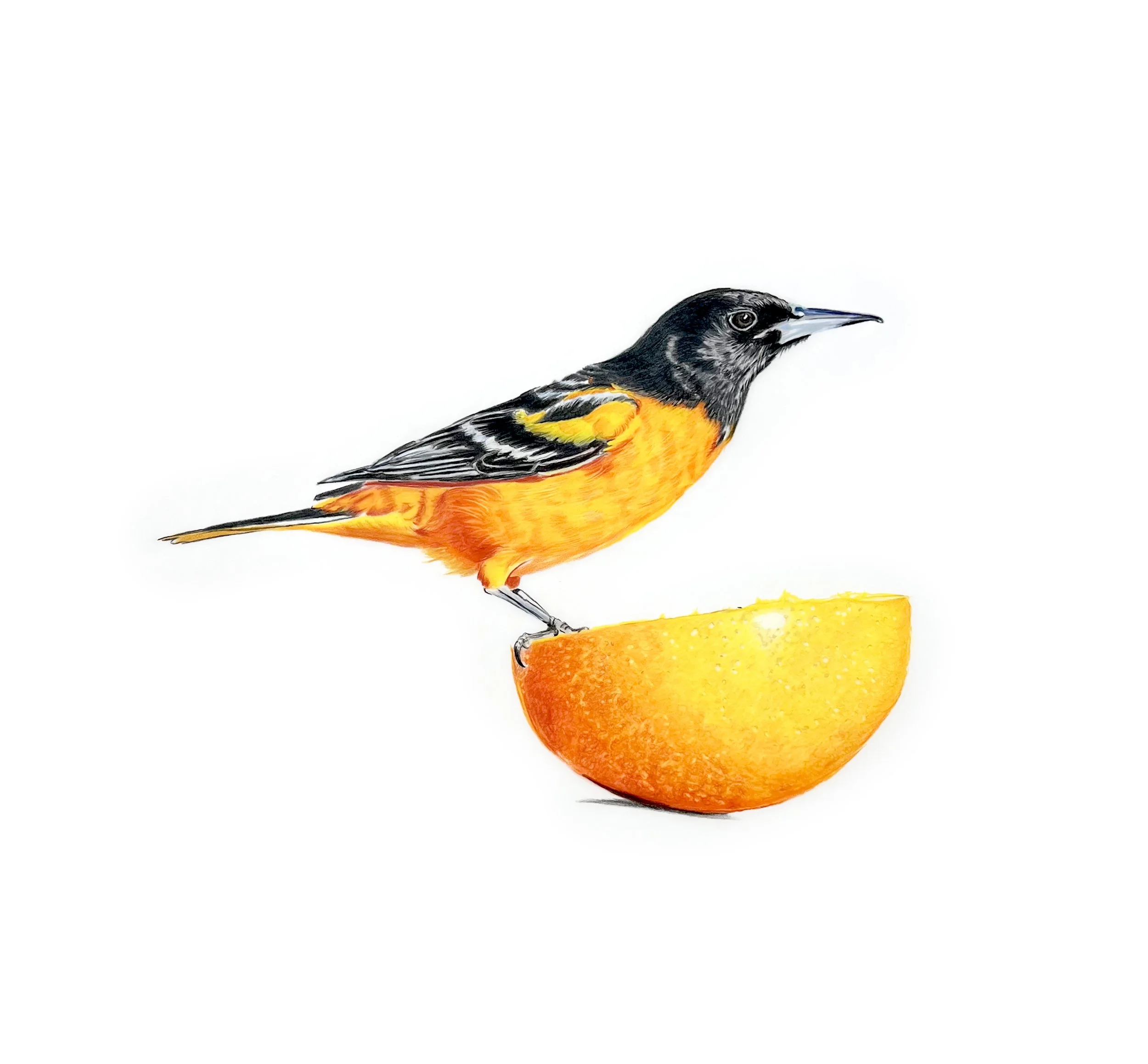MN057 Oriole