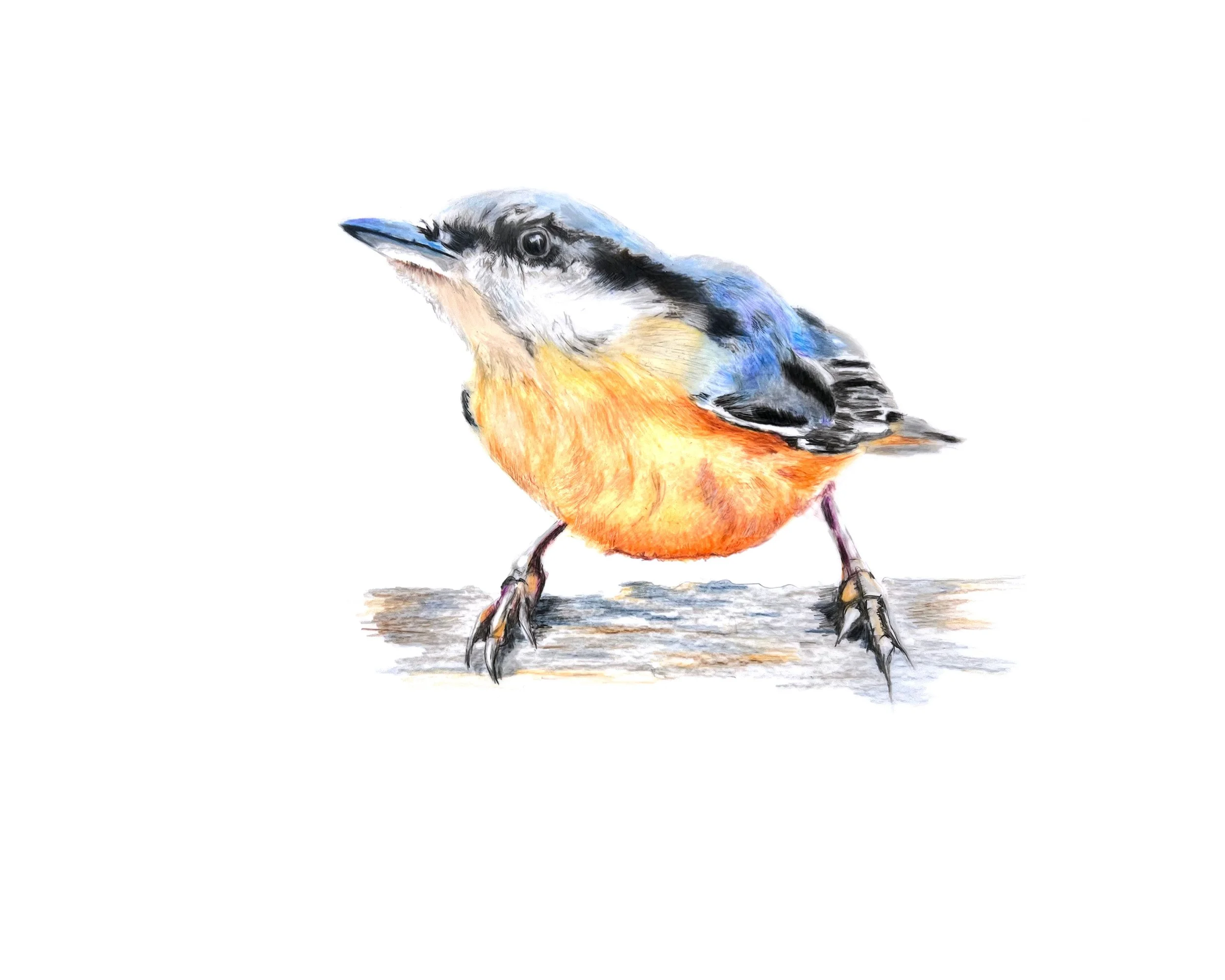 Nuthatch MN026
