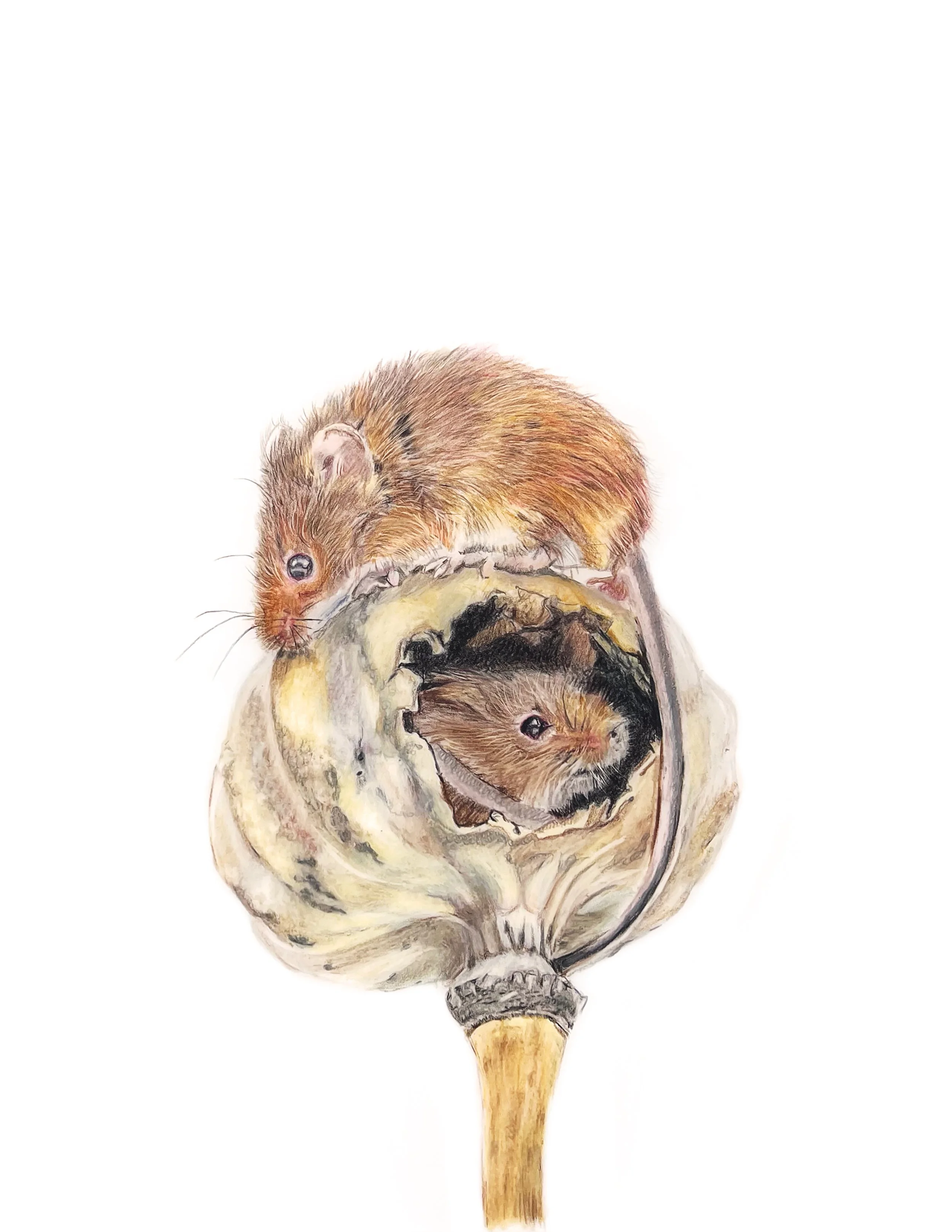 MN047 Mouse on Poppy Seed Head