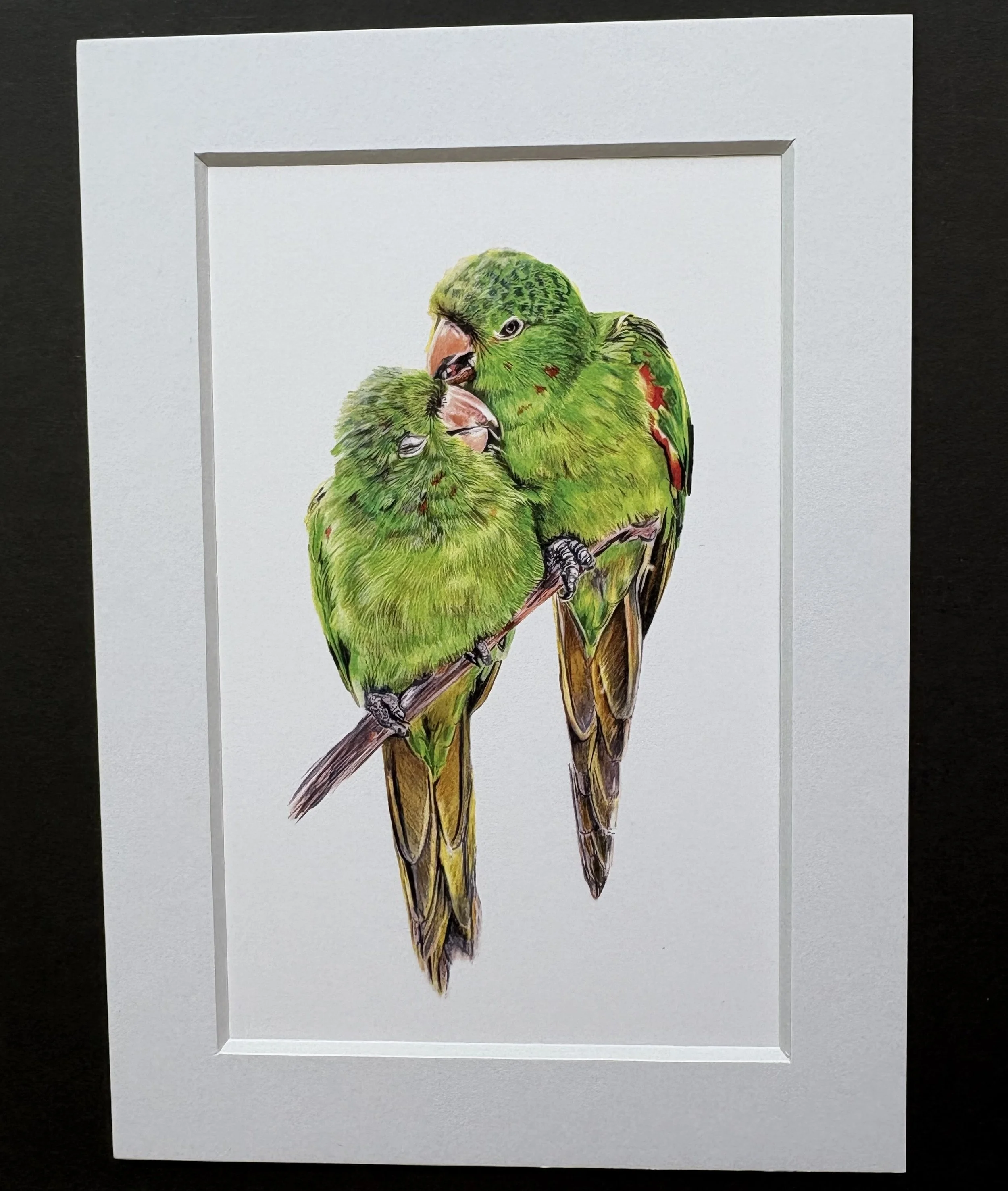 MN0455X7 Parakeets