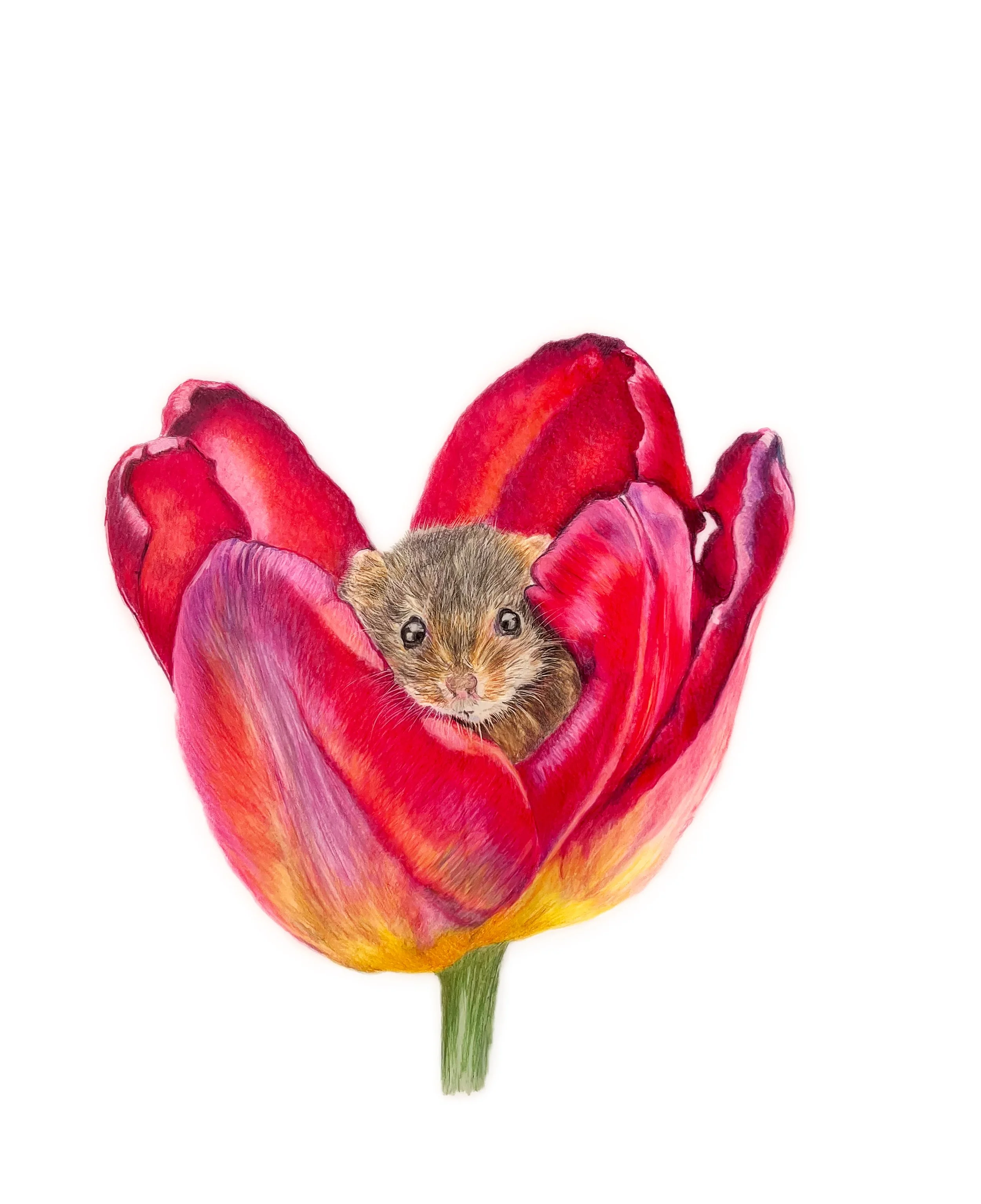 Mouse in tulip MN046