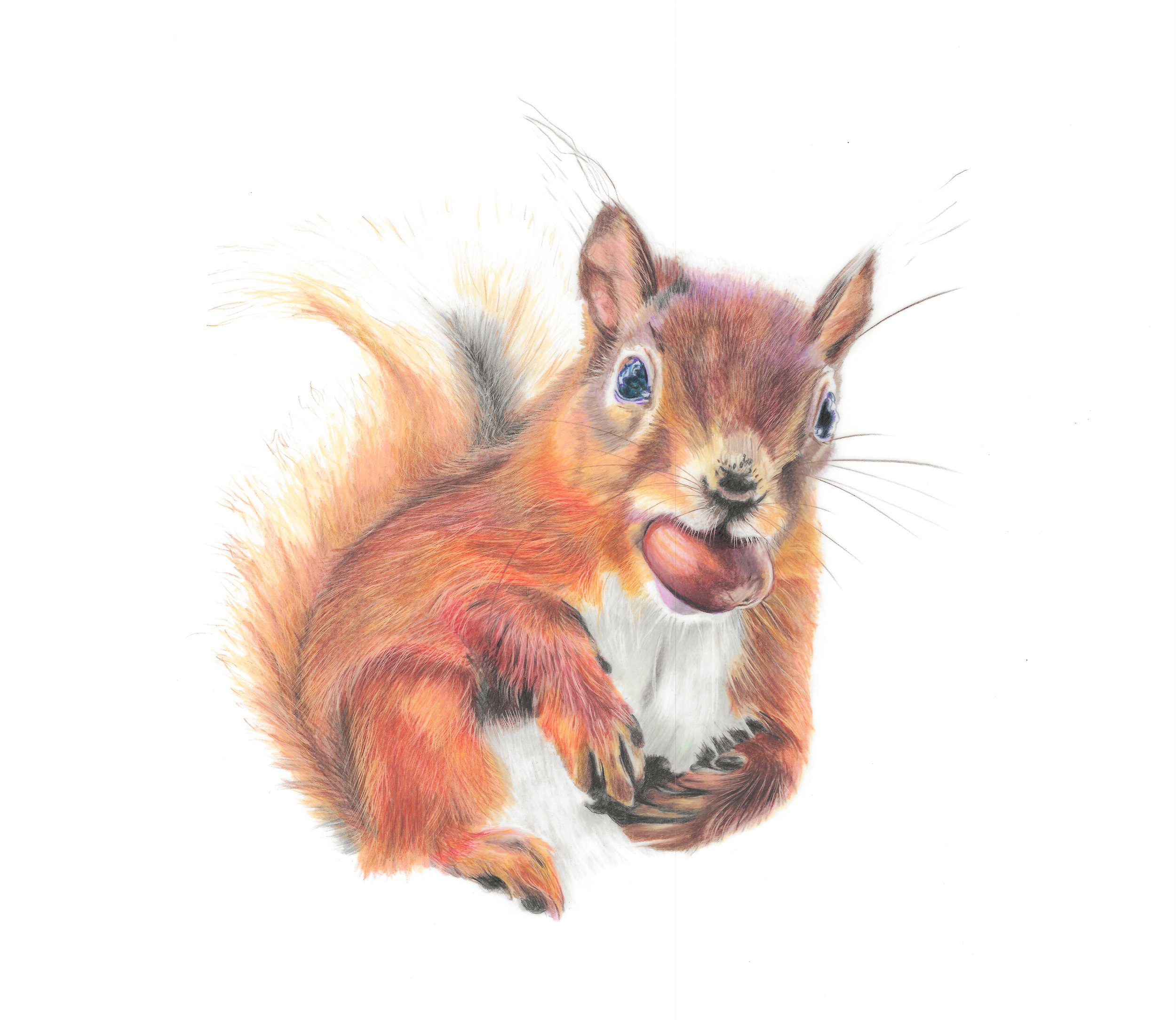 MN059 Squirrel
