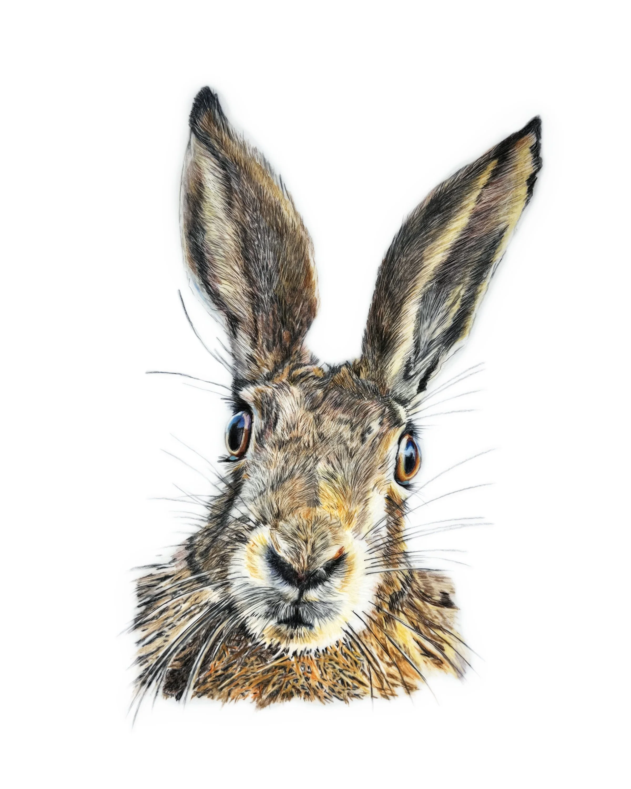 Card - Hare Close Up MN020