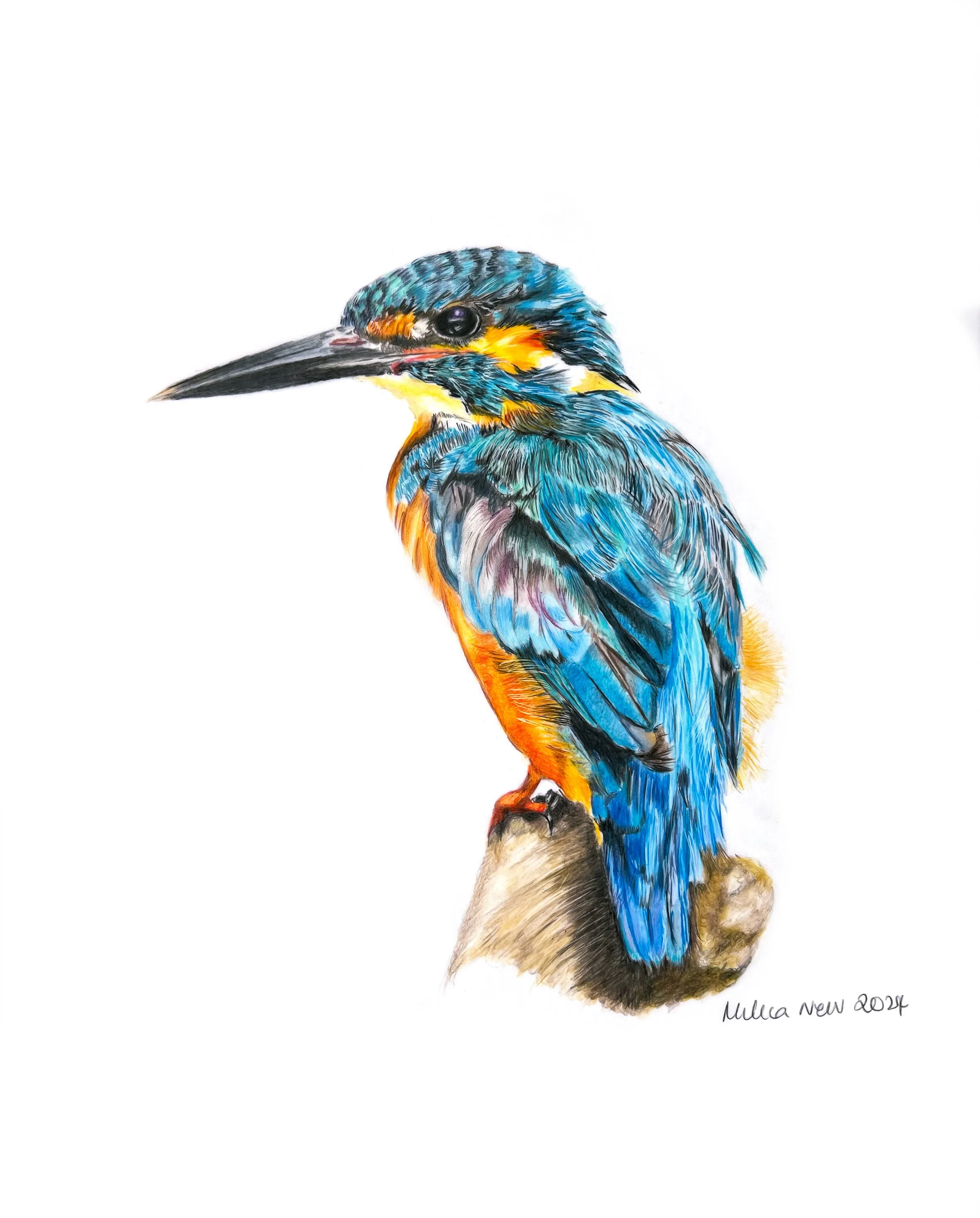 Card - Kingfisher MN021