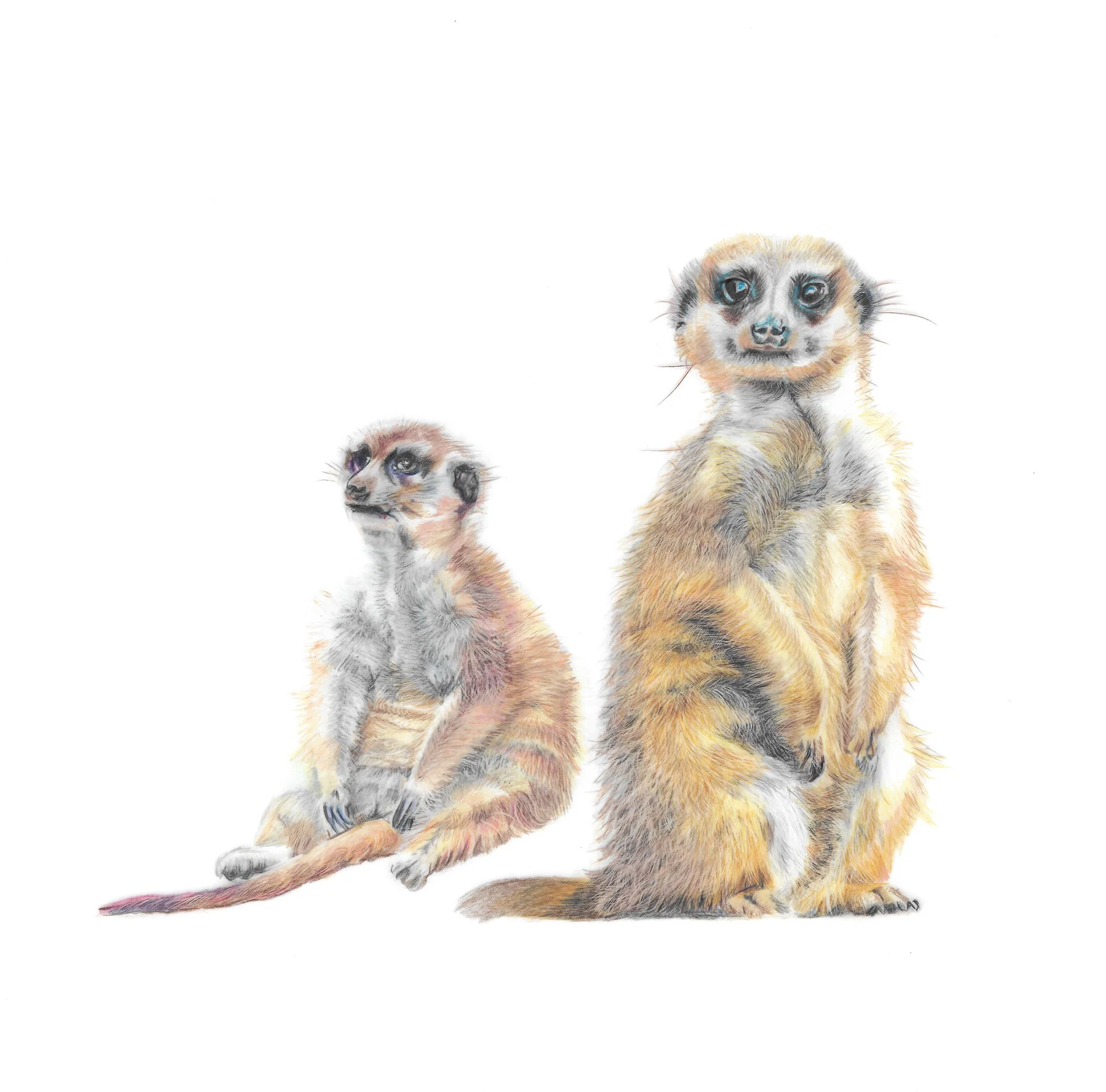 MN058 Meerkats