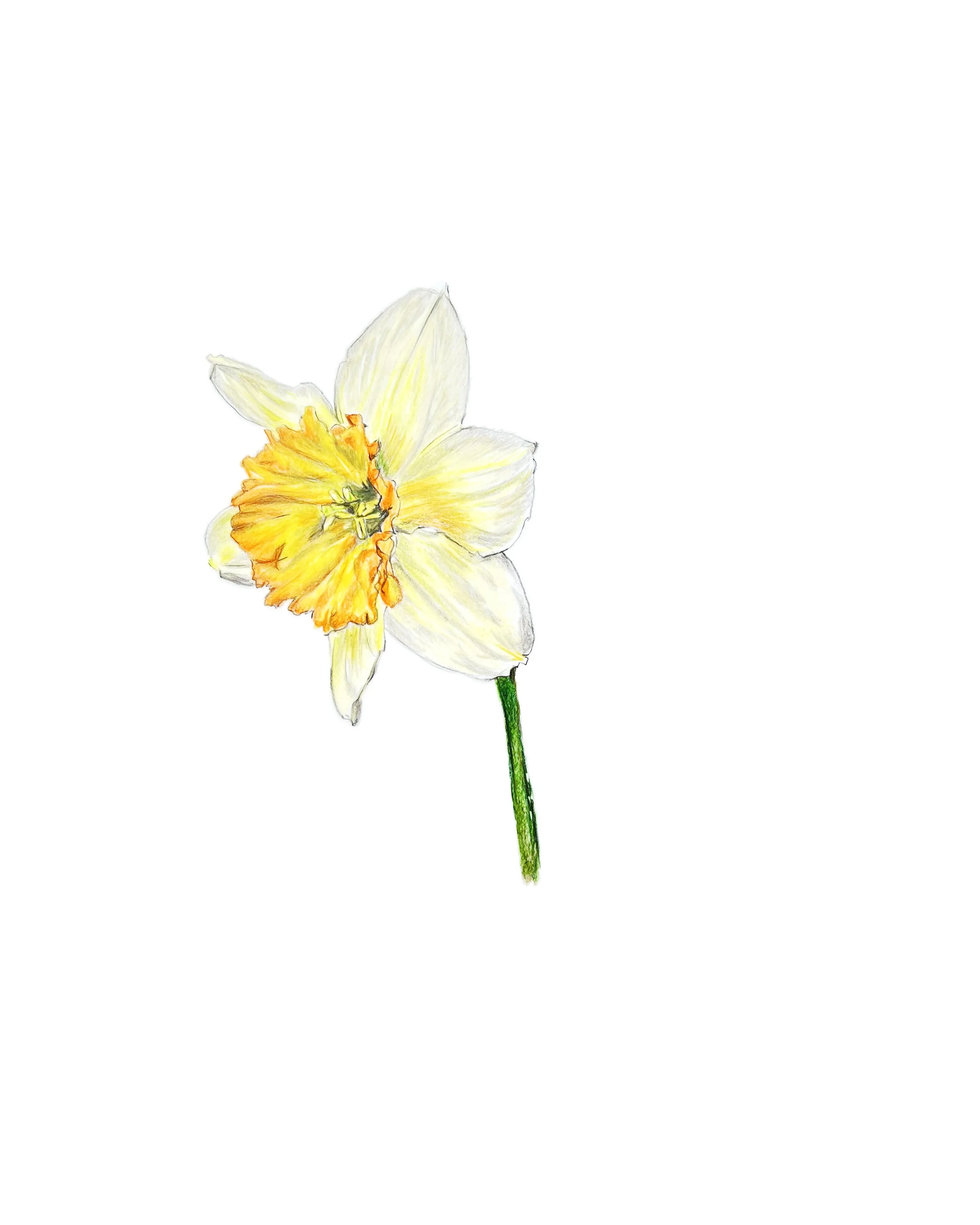 Card- Daffodil MN010