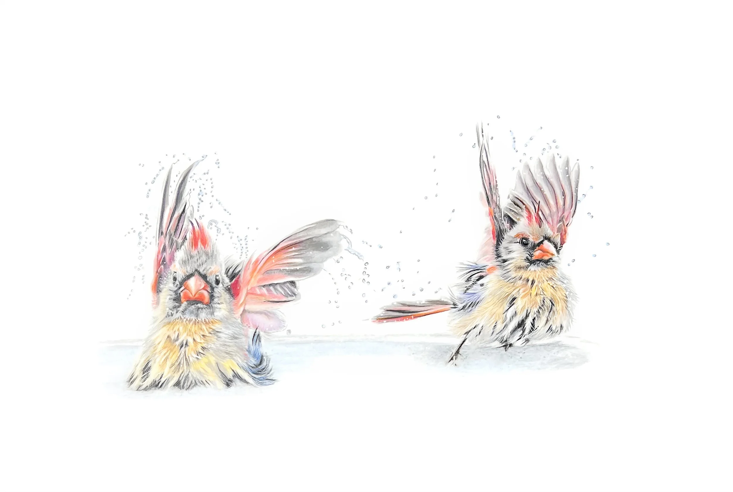 MN053 Baby Cardinals