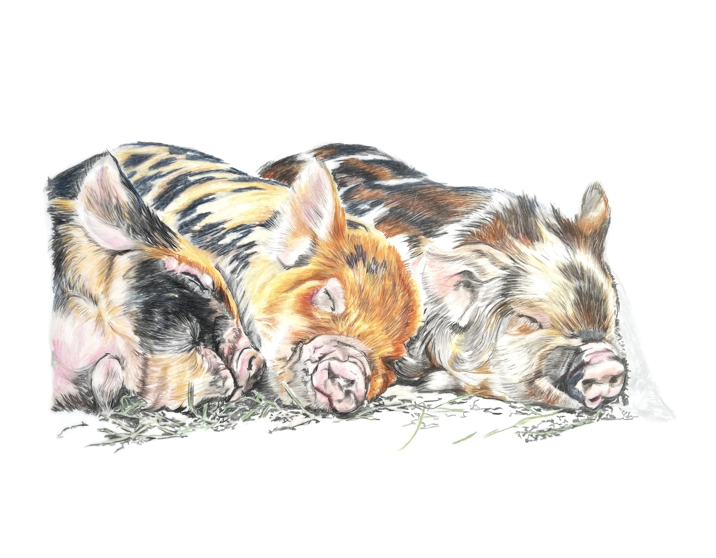 MN029 Sleeping Piglets