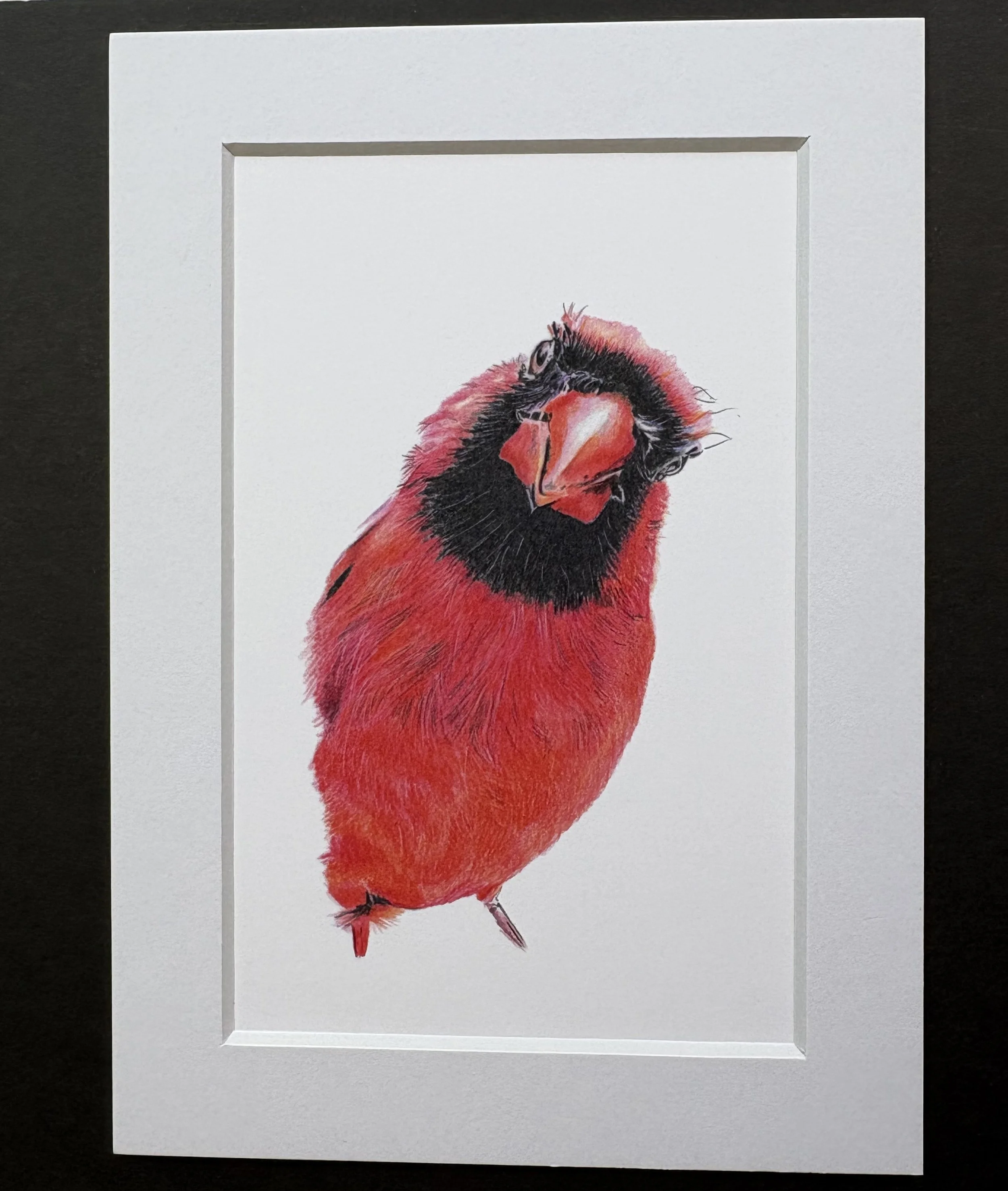 MN0065X7 Cheeky Cardinal