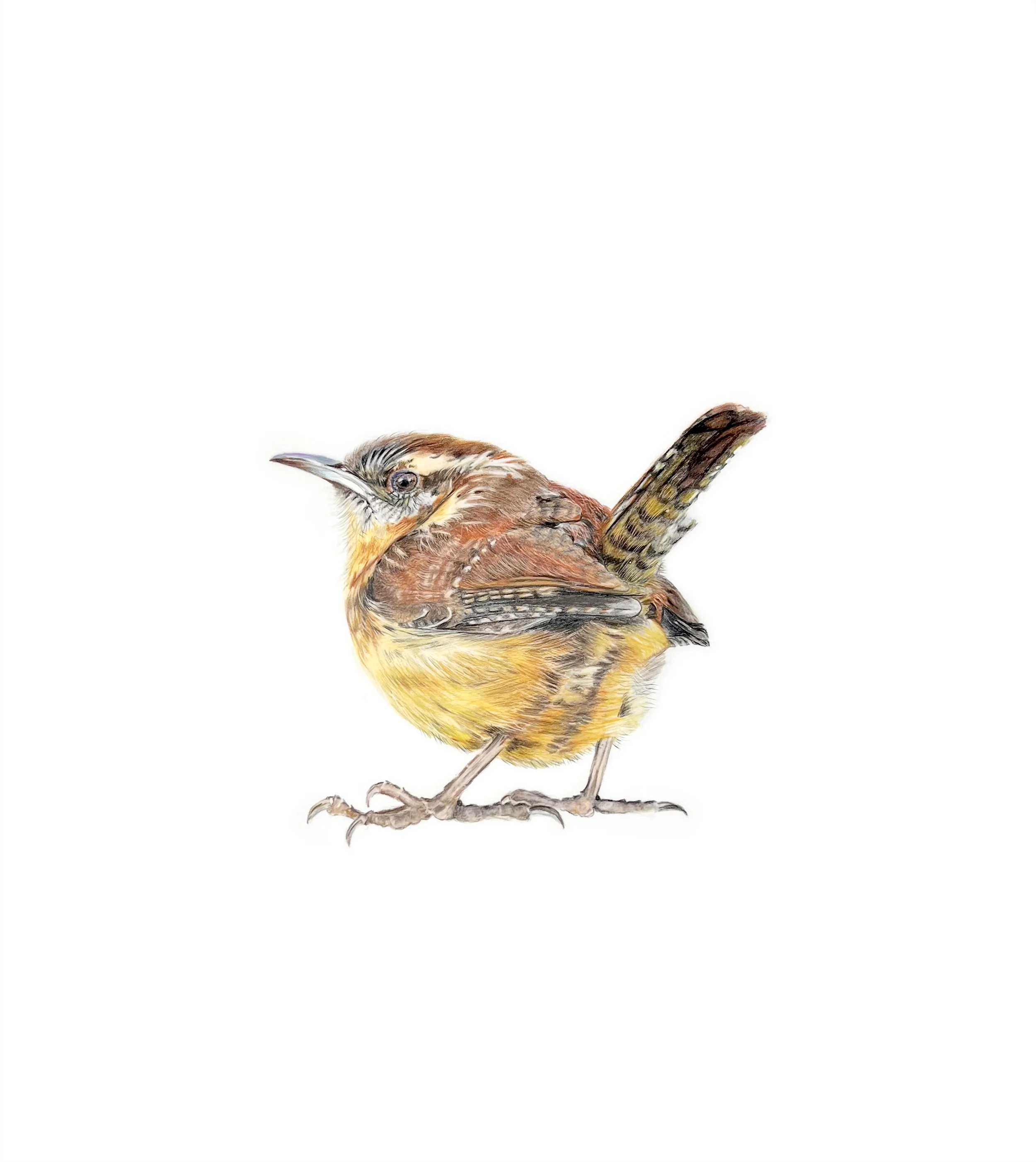 MN055 Wren