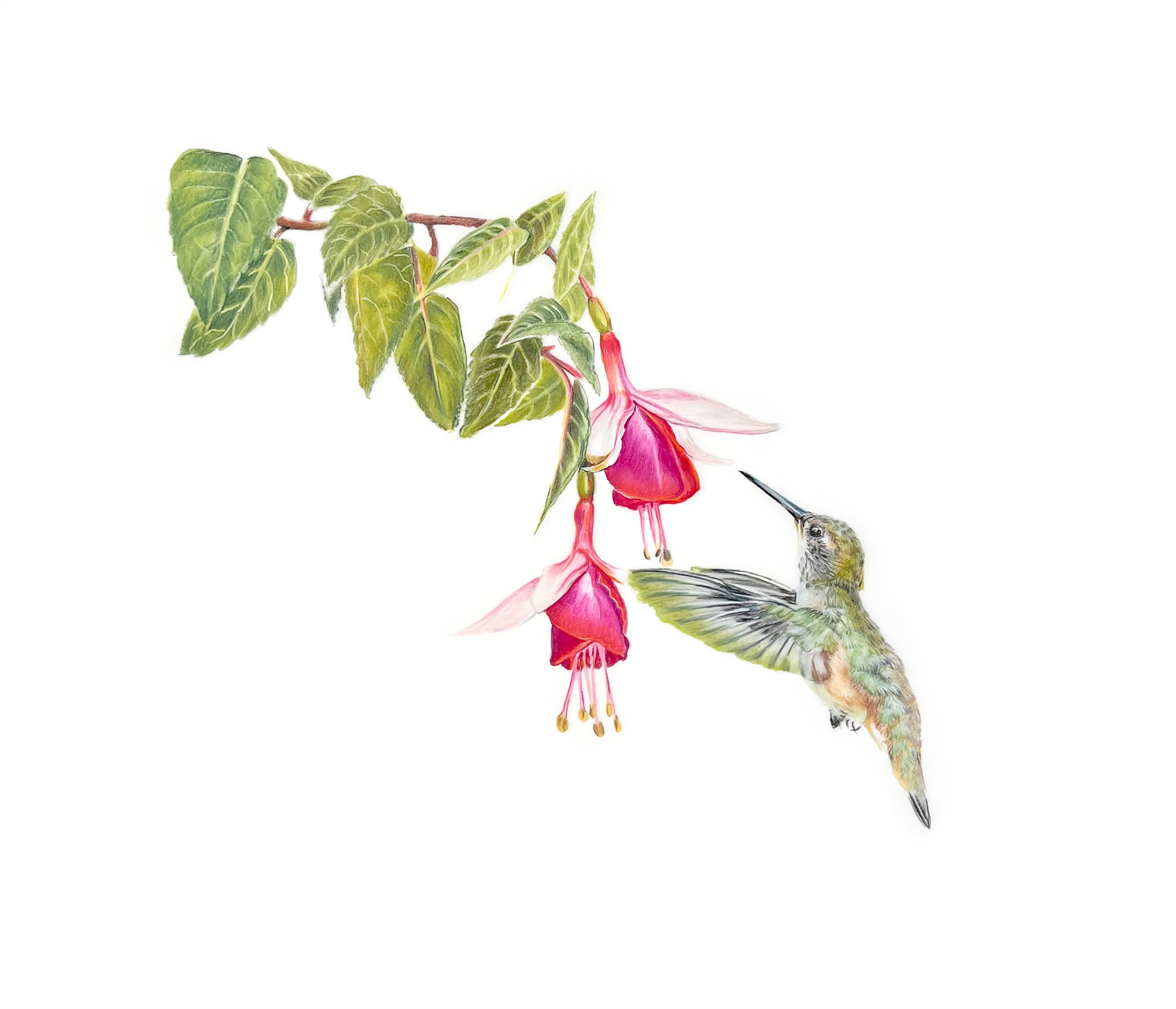 MN054 Hummingbird