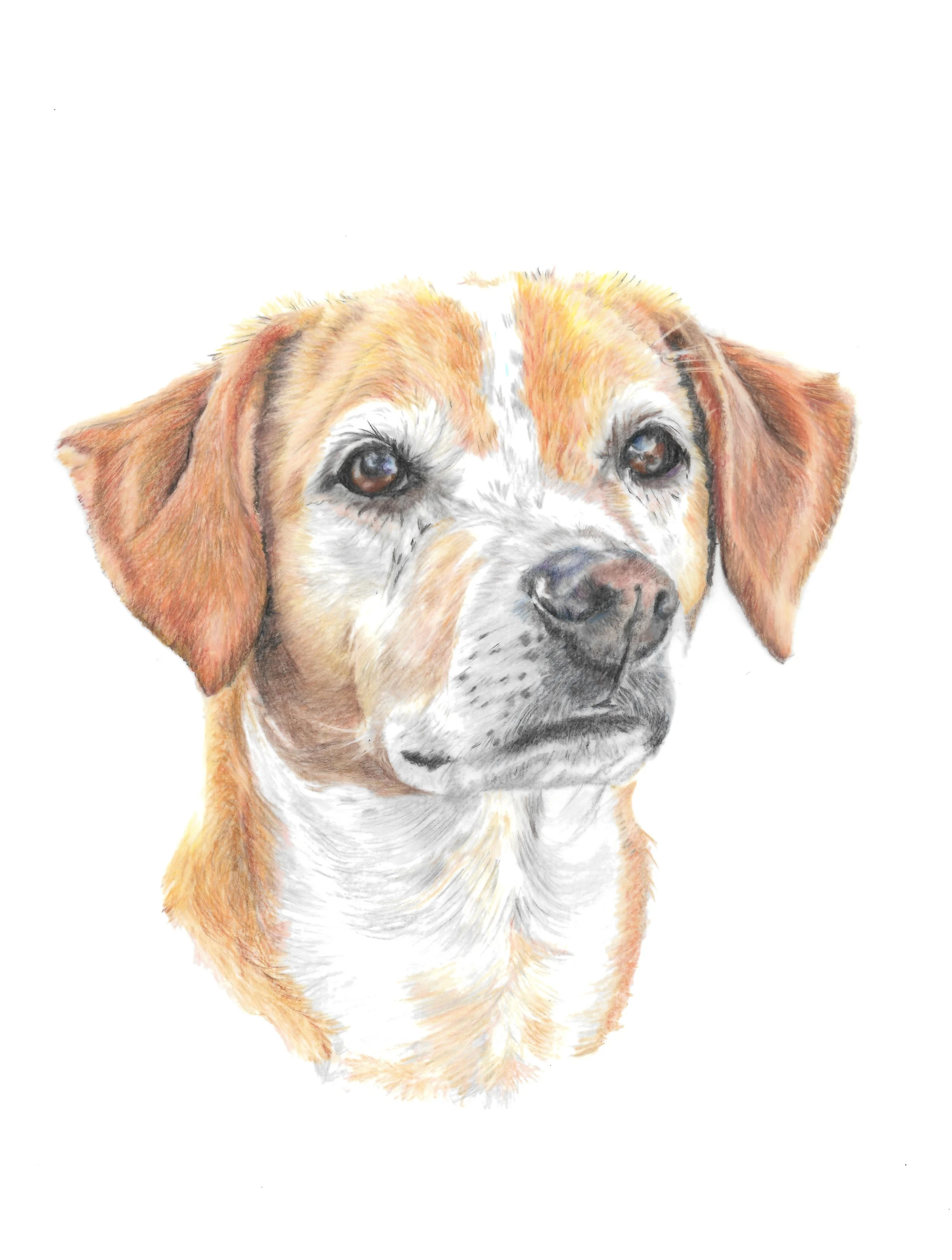 Mike Dog 1.jpg