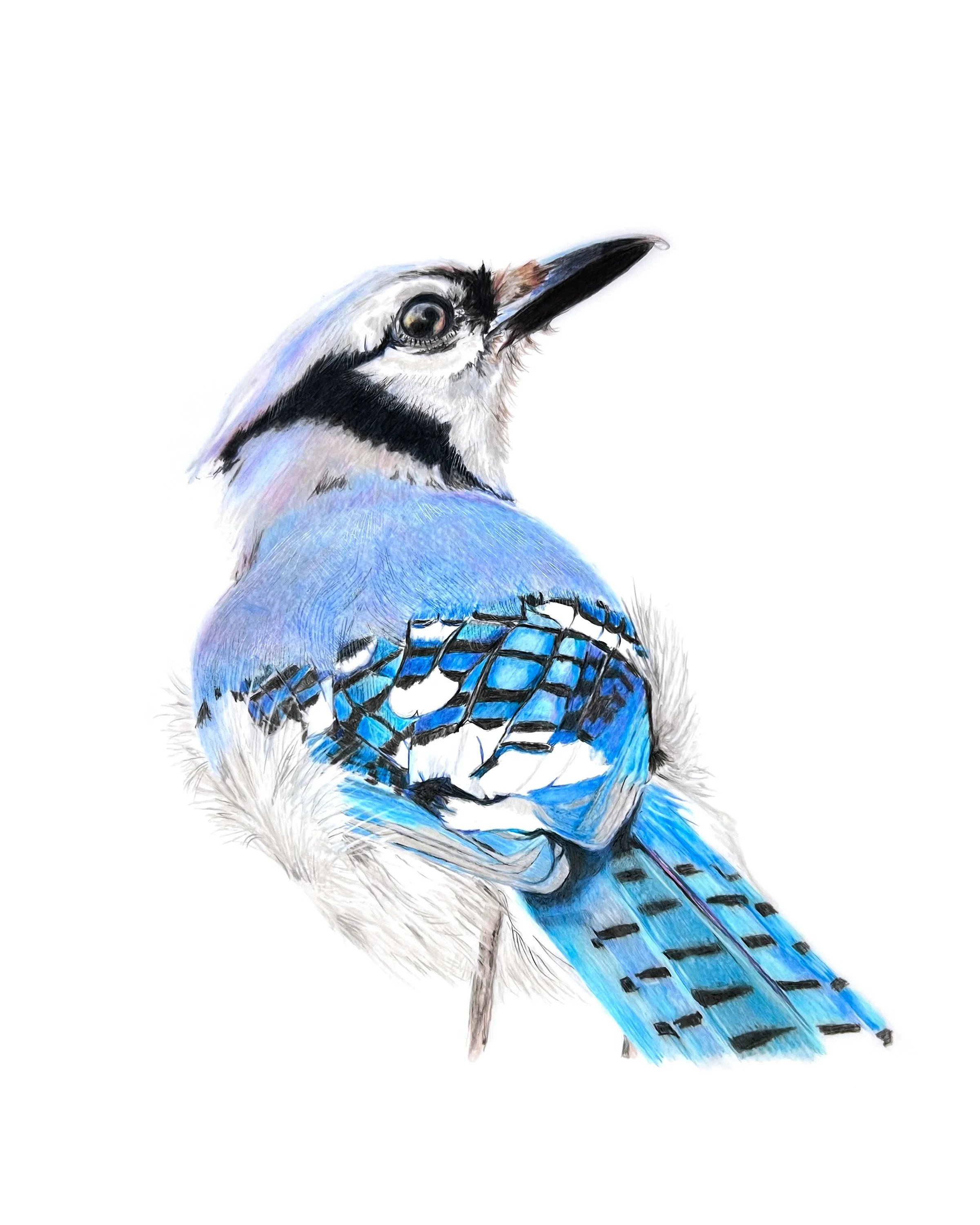 MN003 Blue Jay 