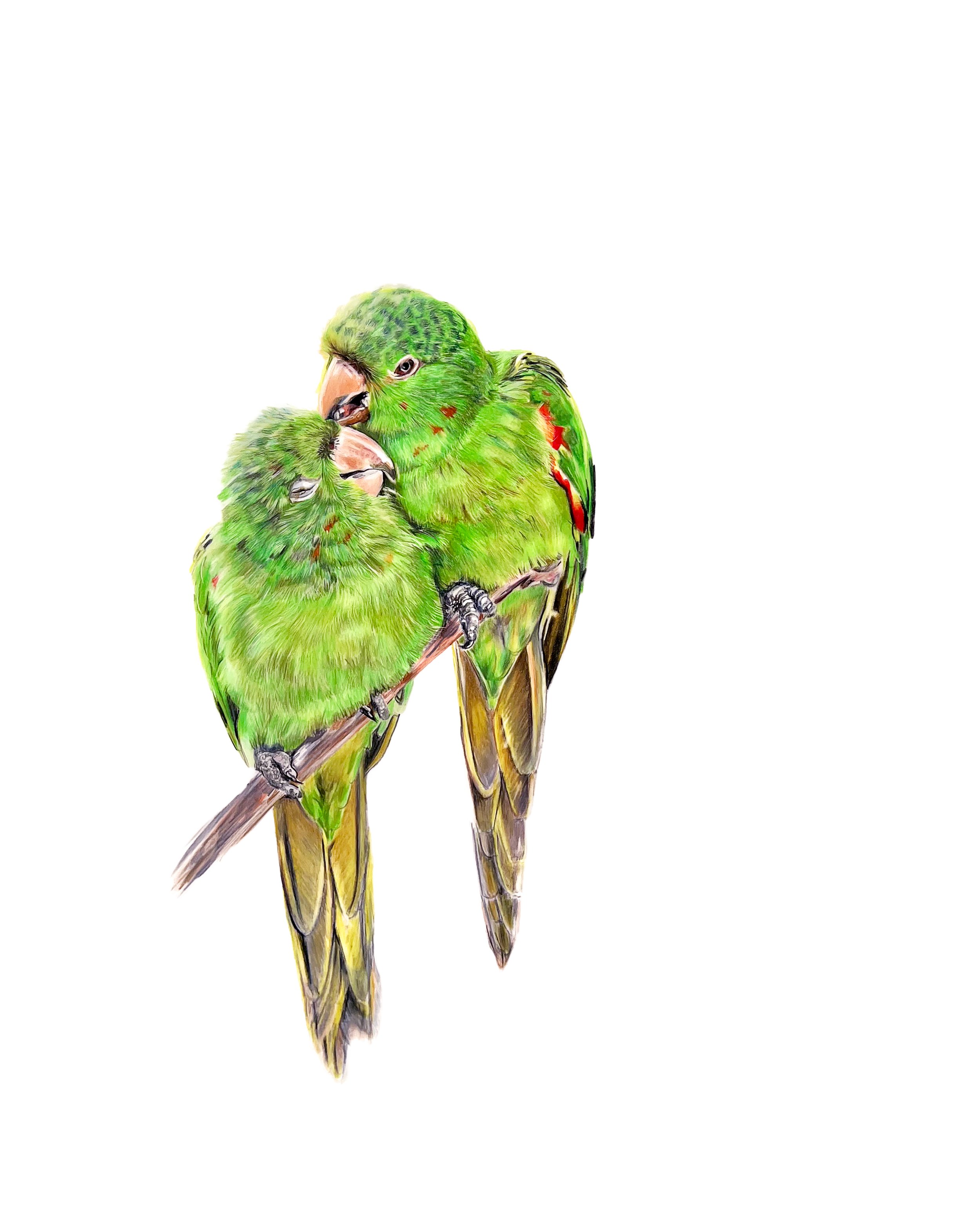 Parakeets  MN045