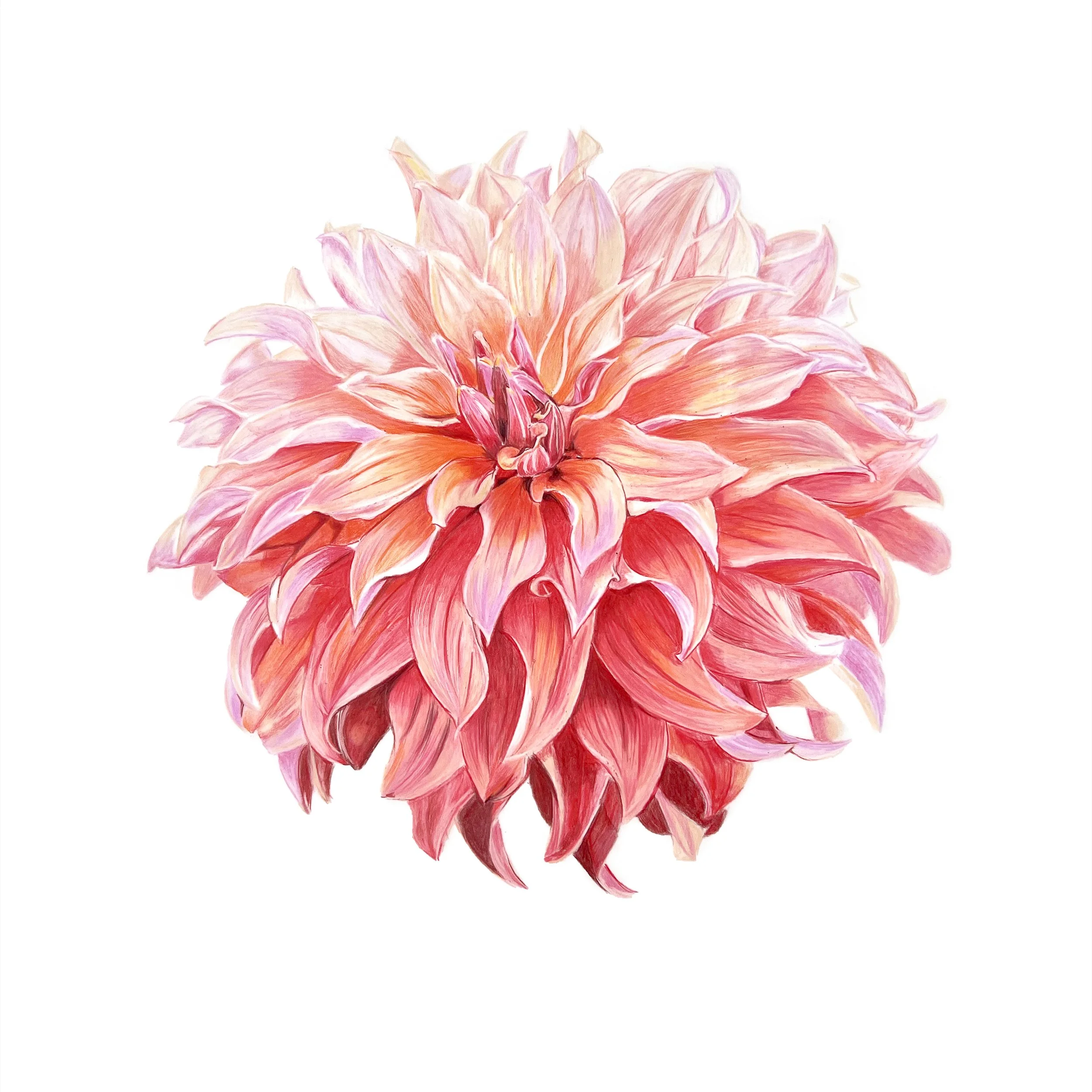 MN011 Dahlia