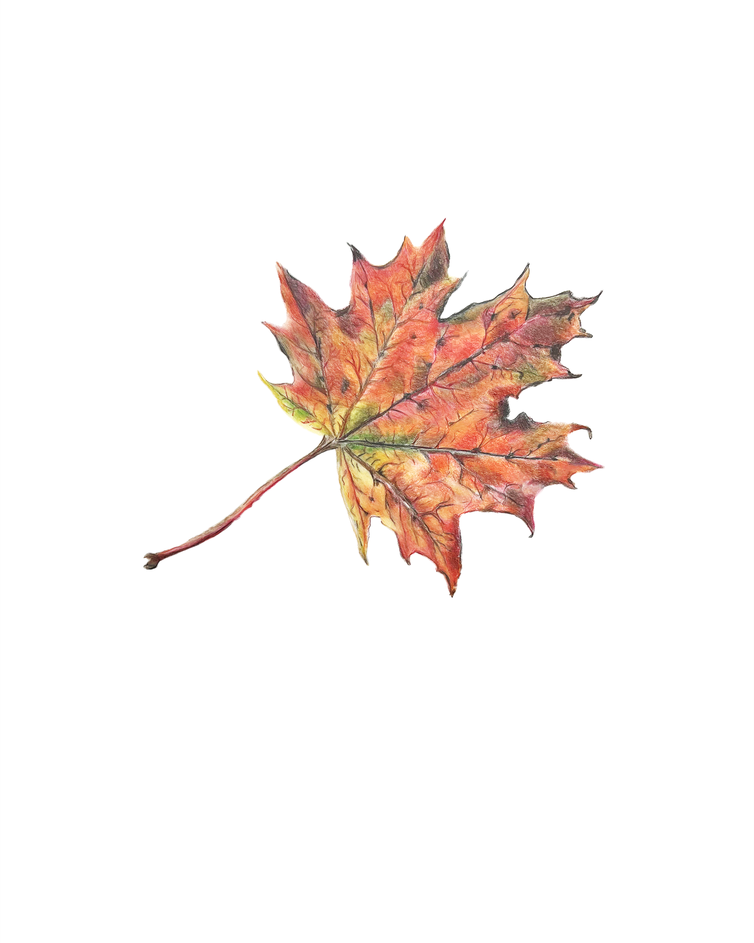 Card - Maple Leaf MN024