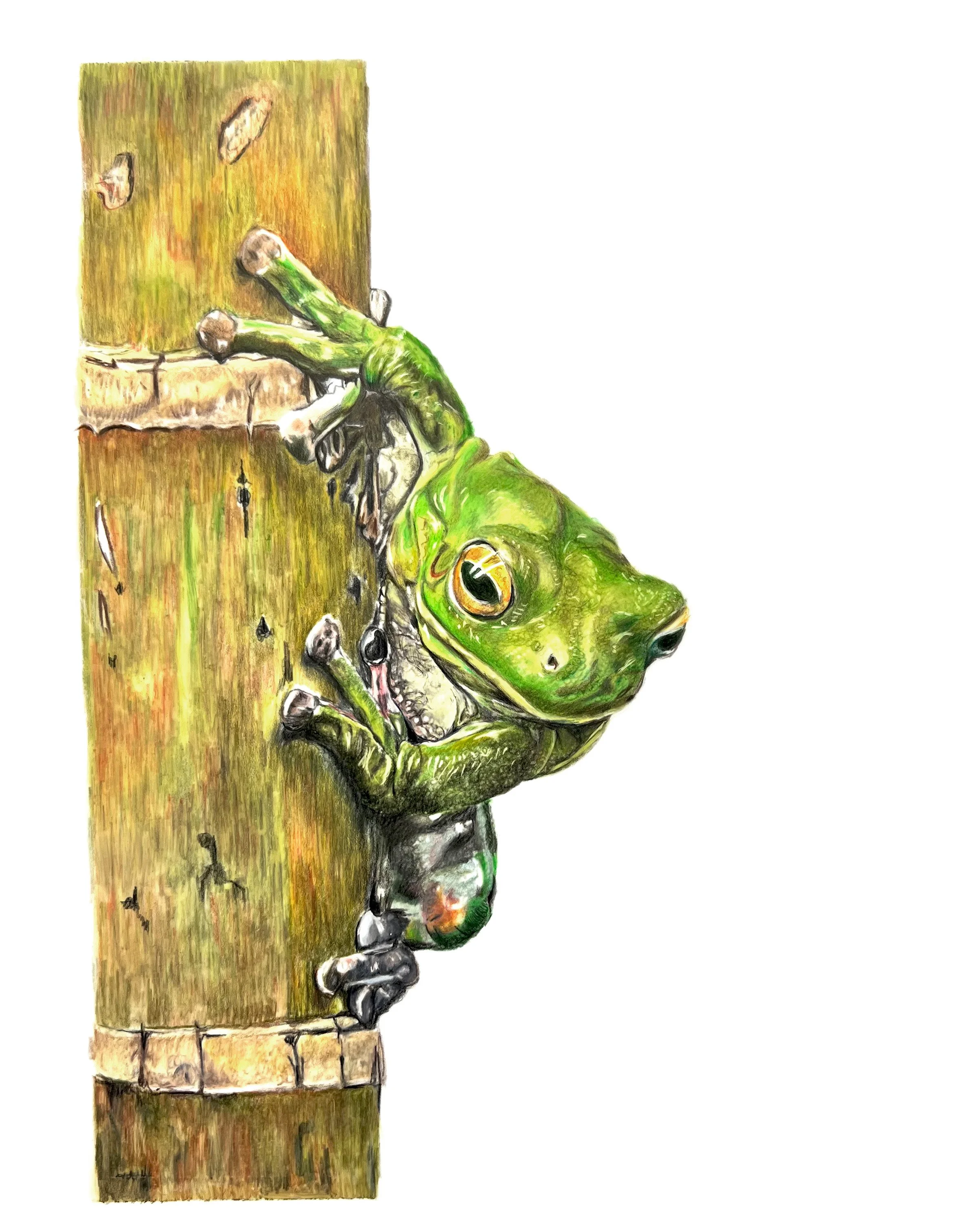 Card - Frog Single MN018