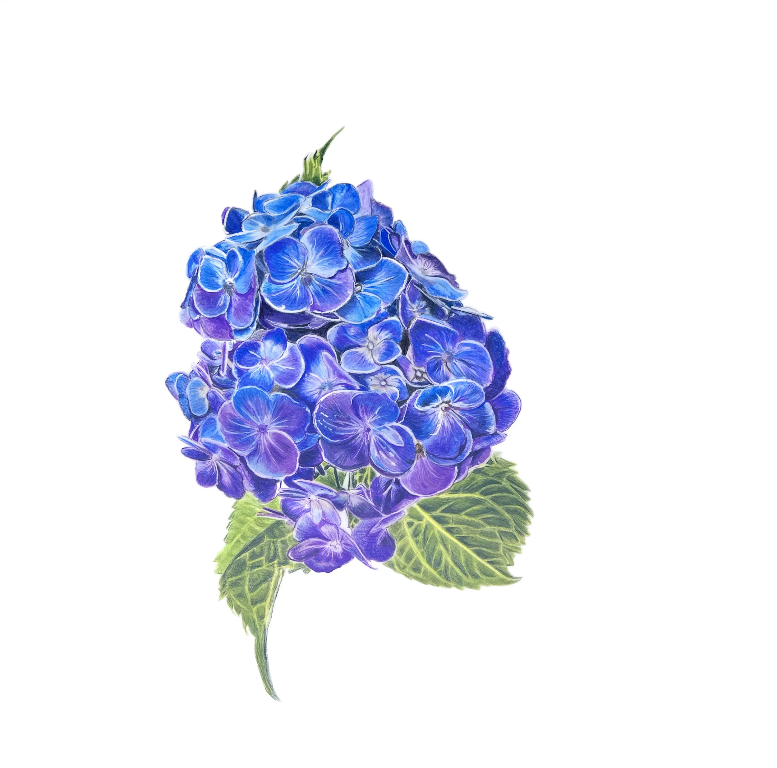 Card - Hydrangea MN042