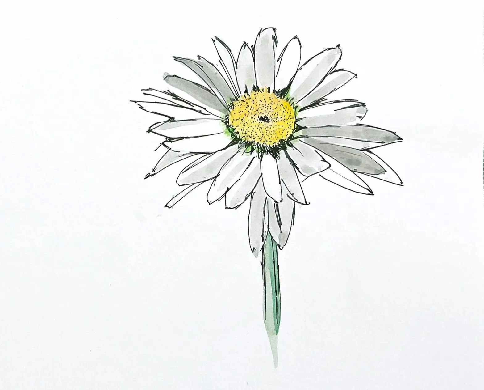 white+daisy+8x10.jpg