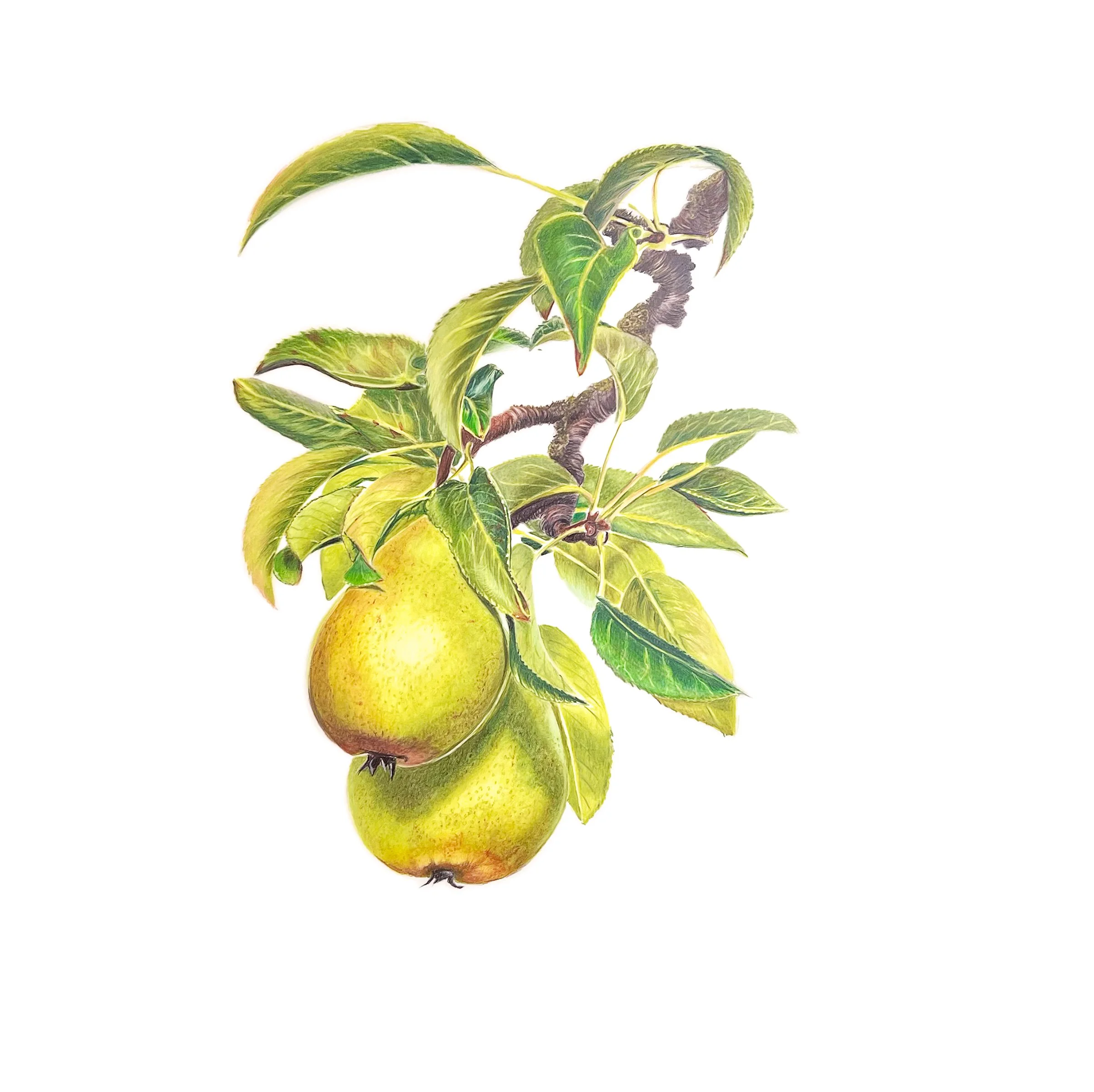 MN051 Pears