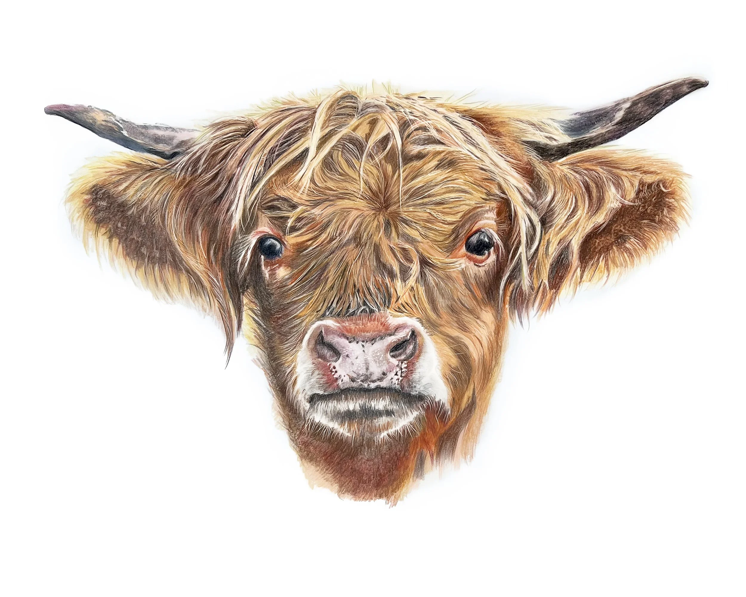 highland cow 17.5x14.jpg