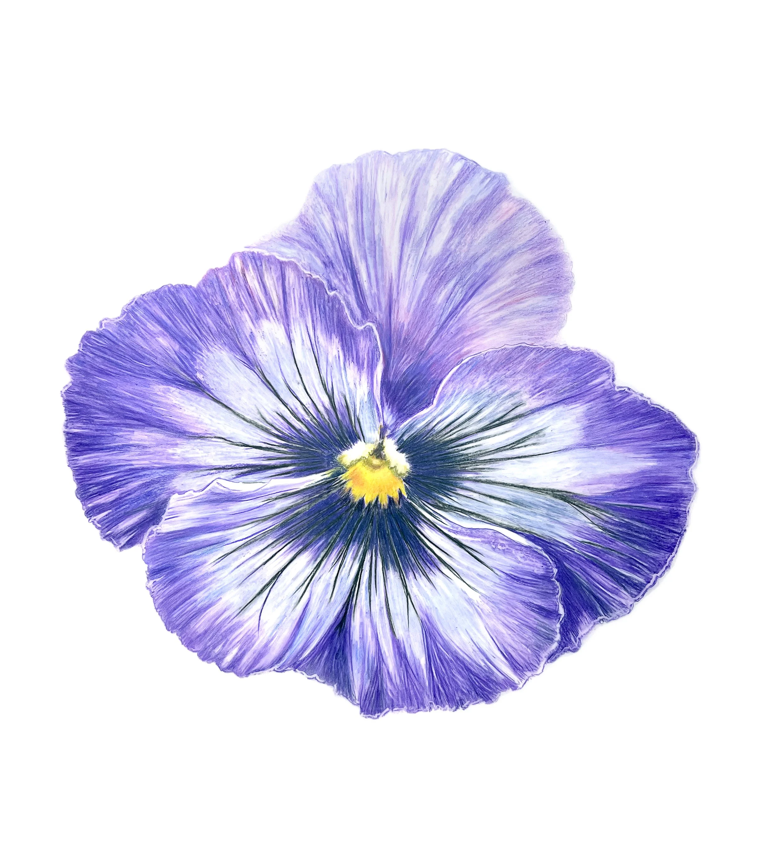 Pansy MN041