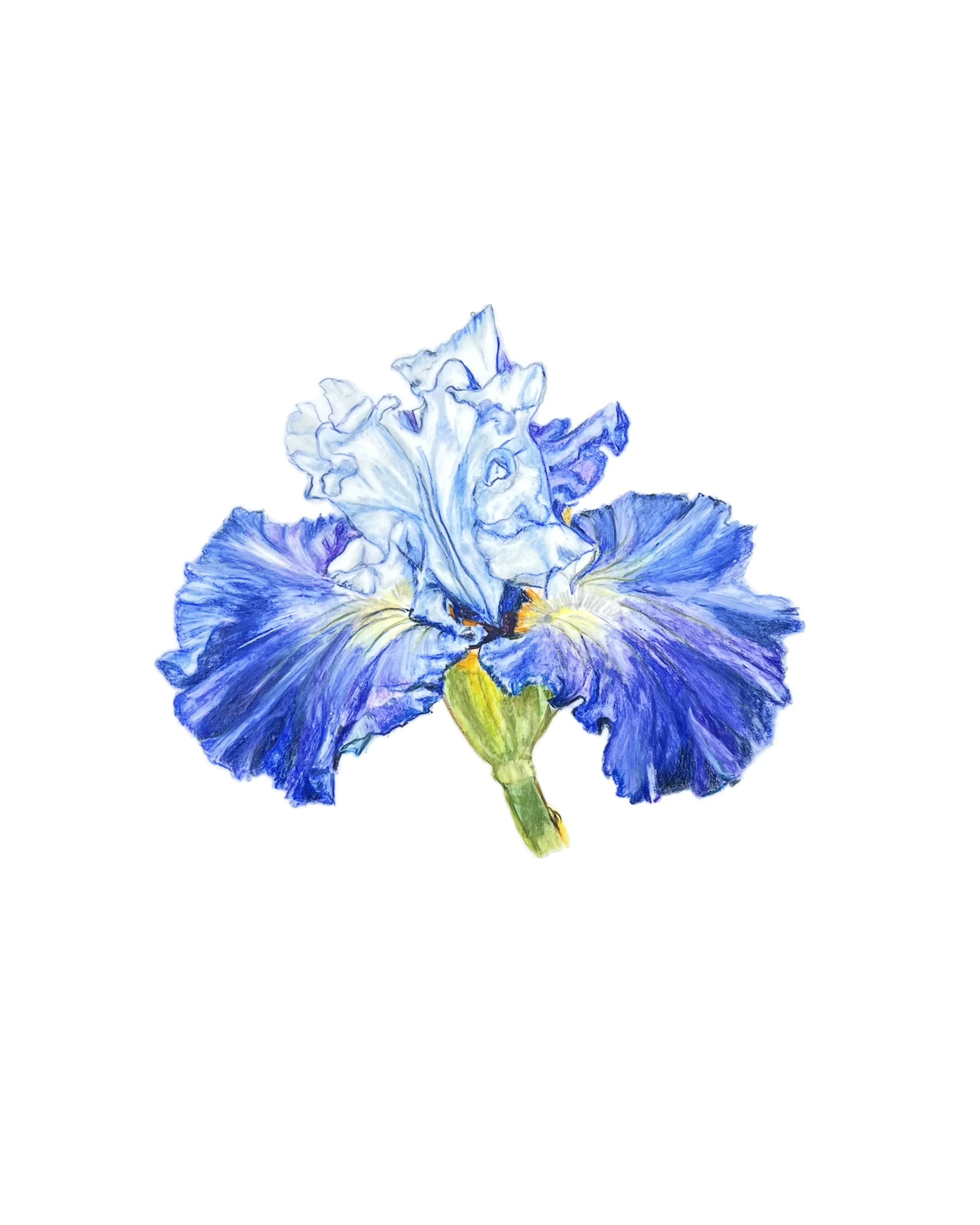 MN052 Iris