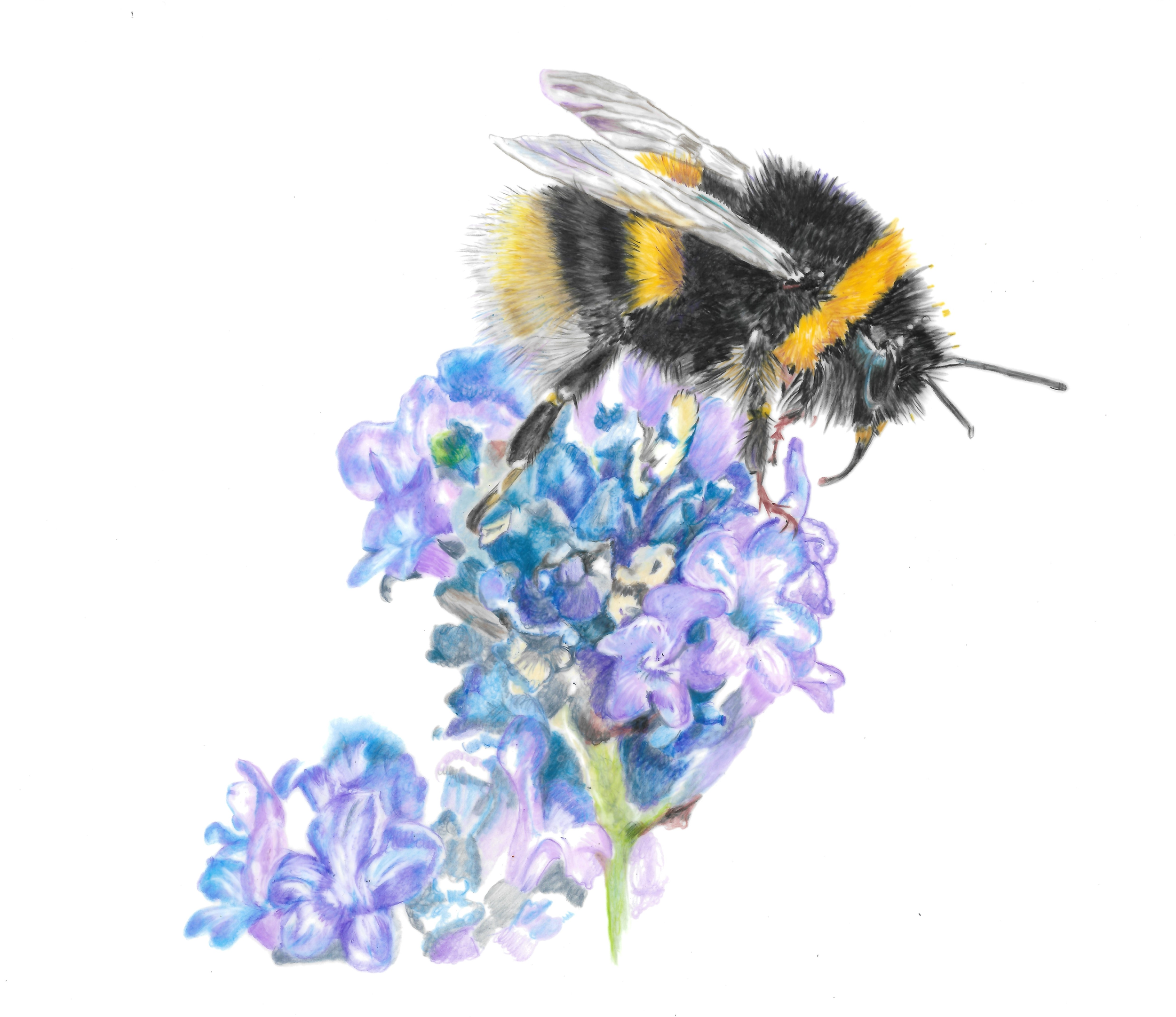 MN001 Bee on Flower