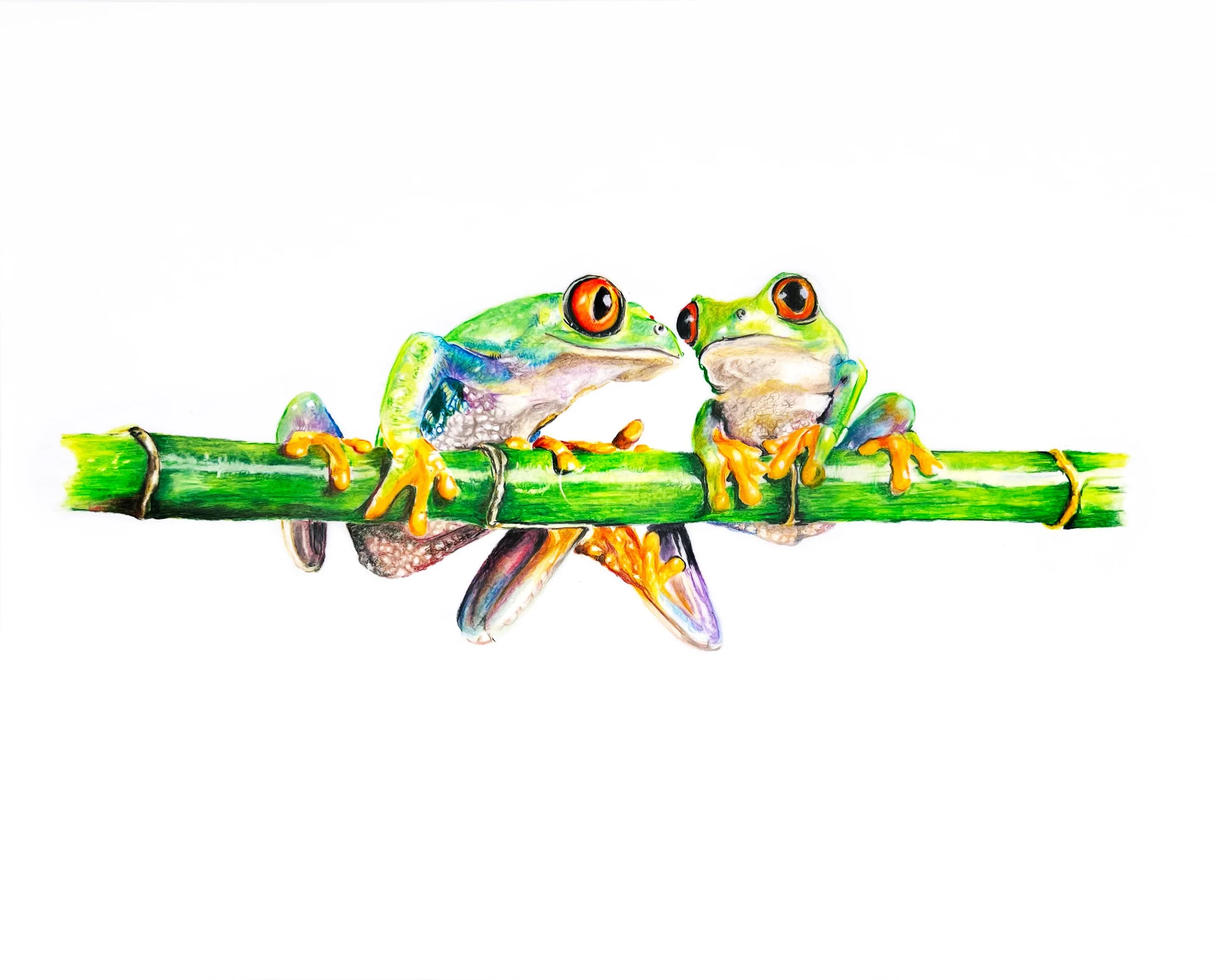 Frog Pair MN017