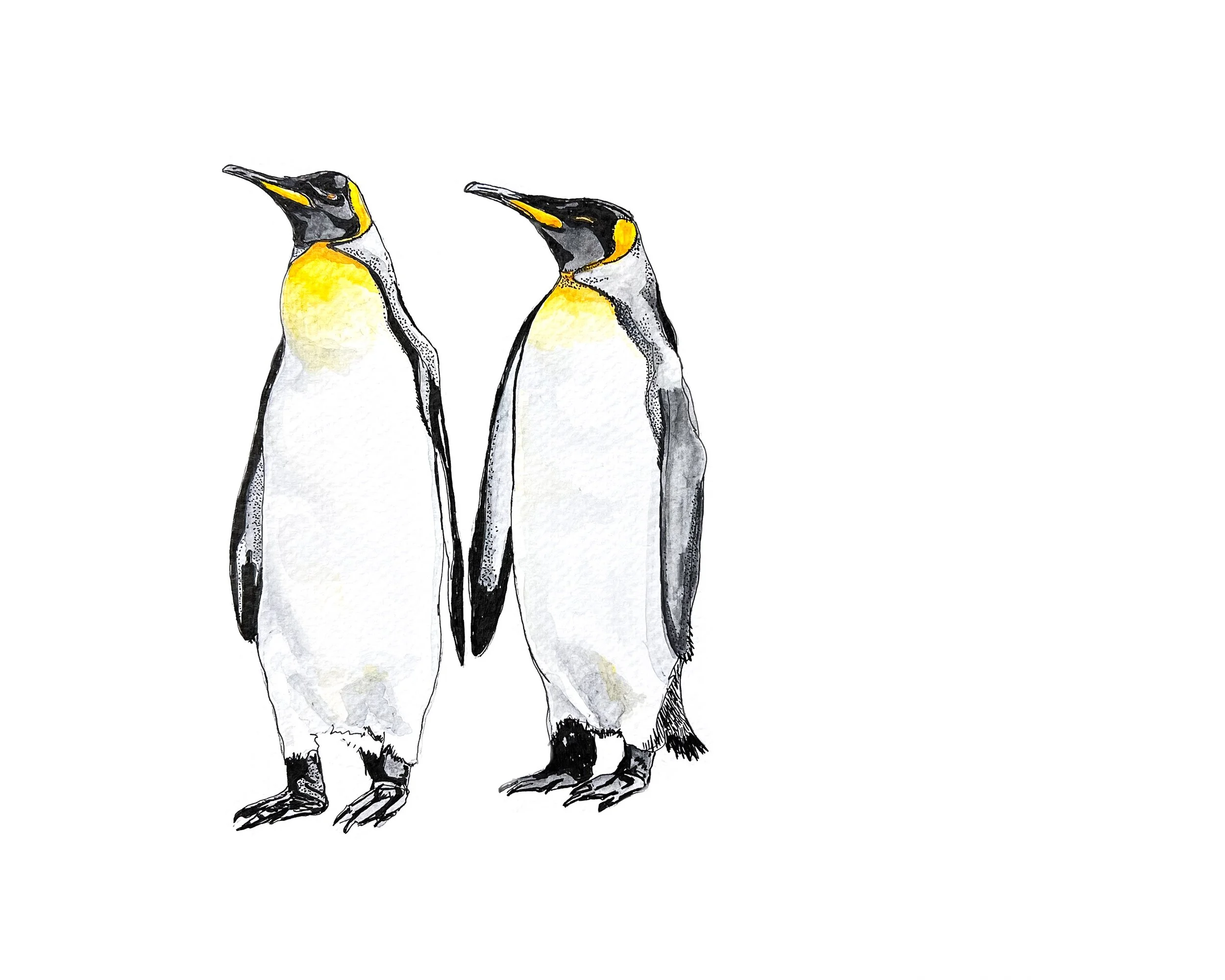 Penguin Pair MN027