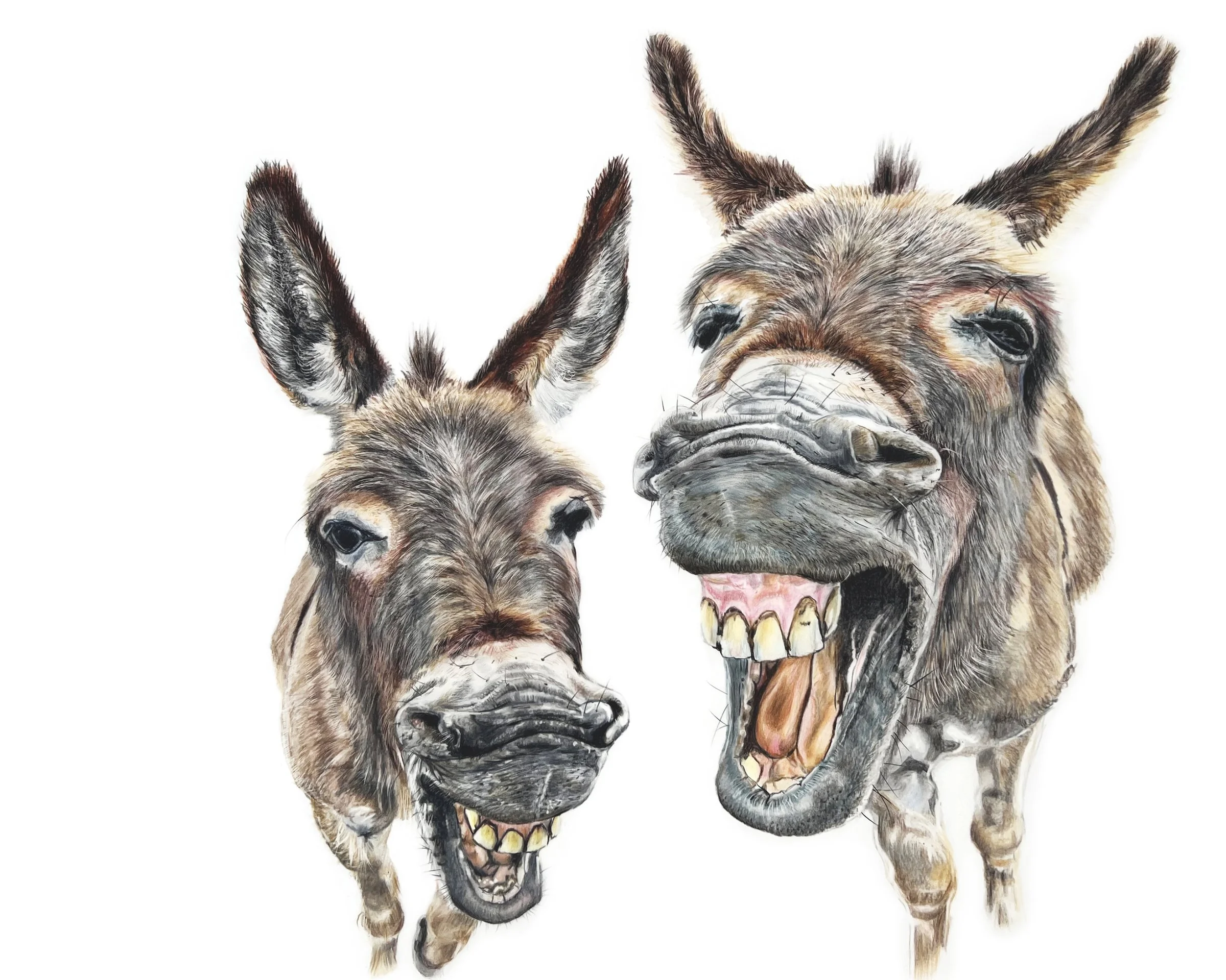 Donkeys Laughing MN013