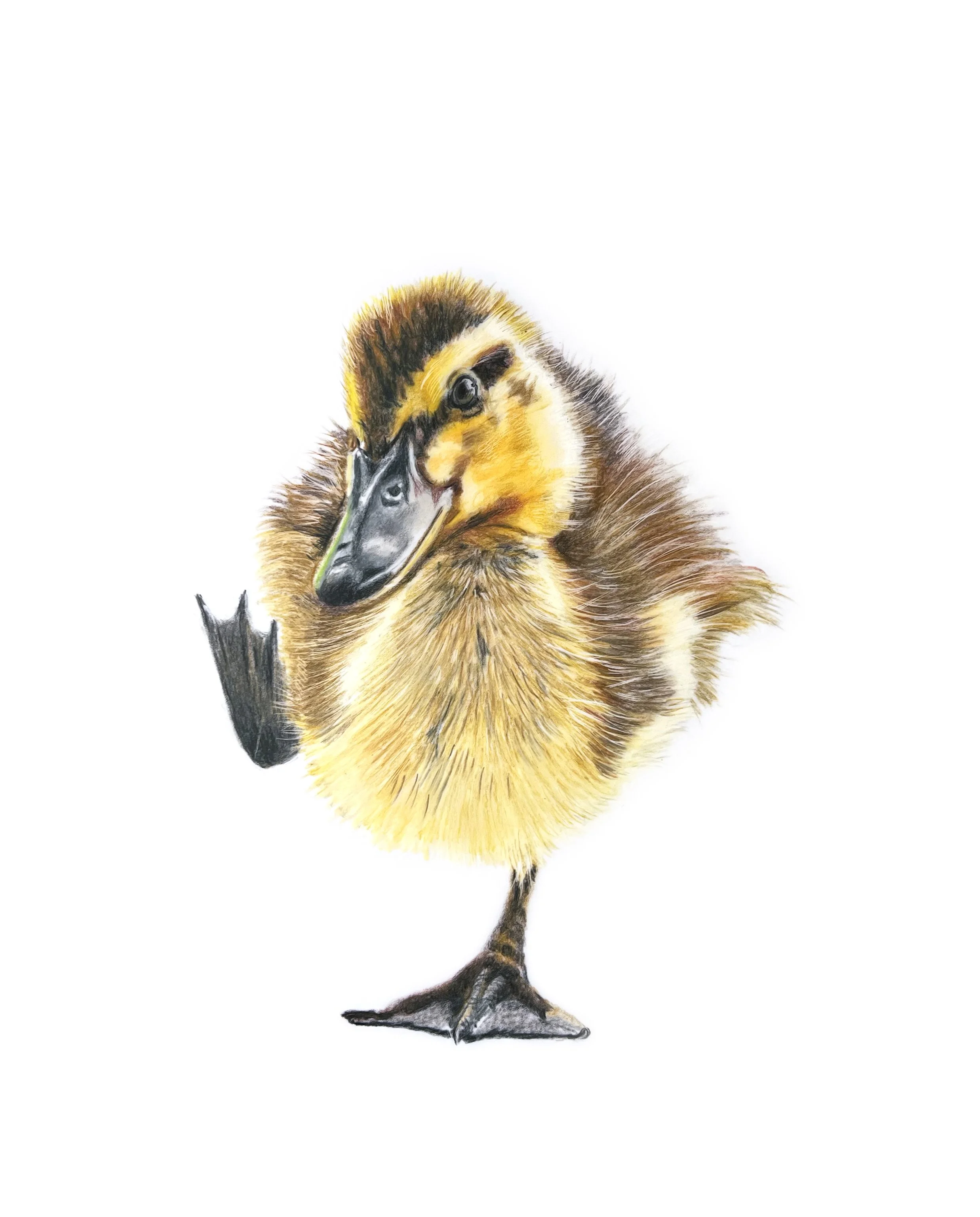 Duckling MN014