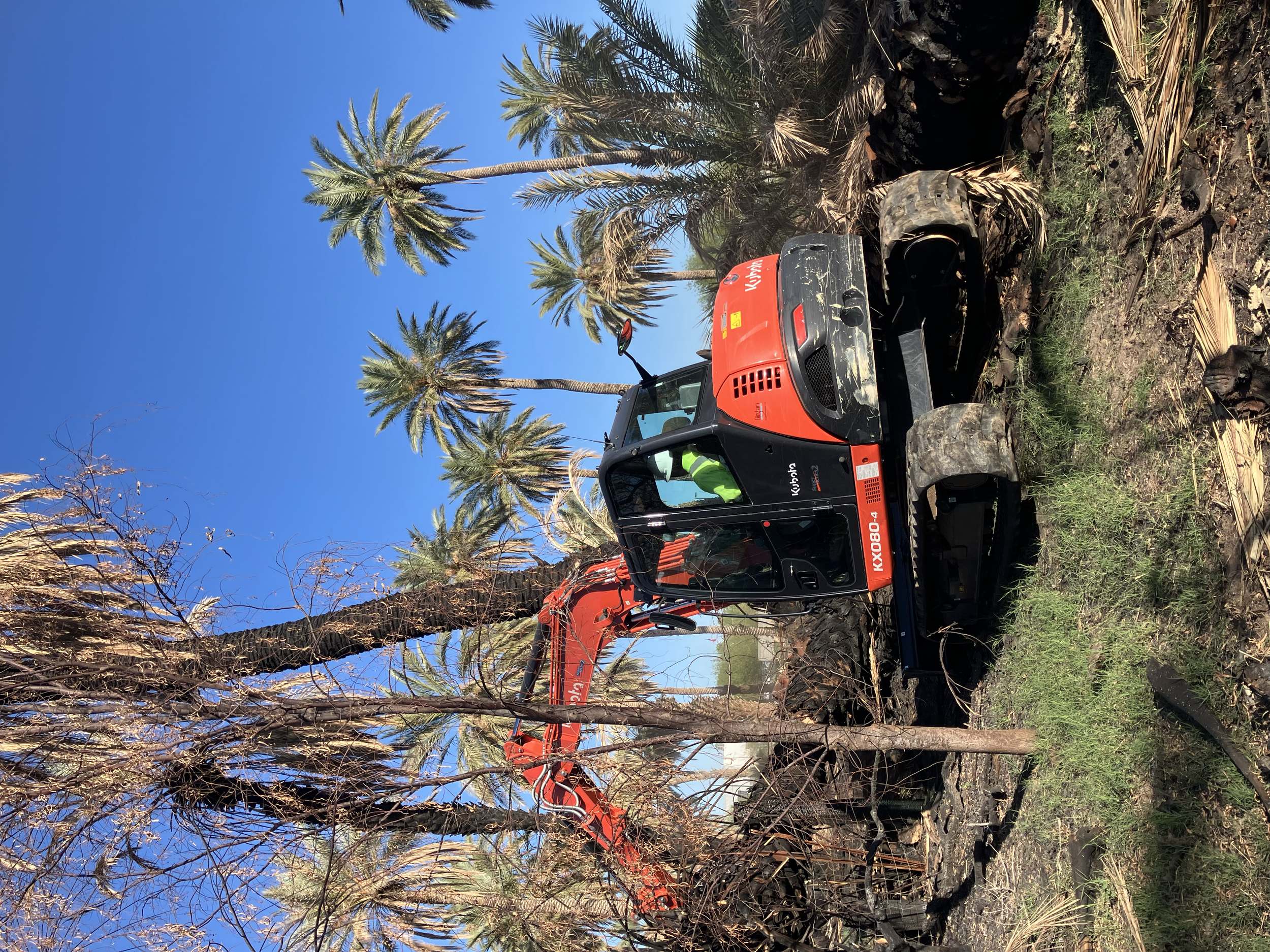 Tree Removal 