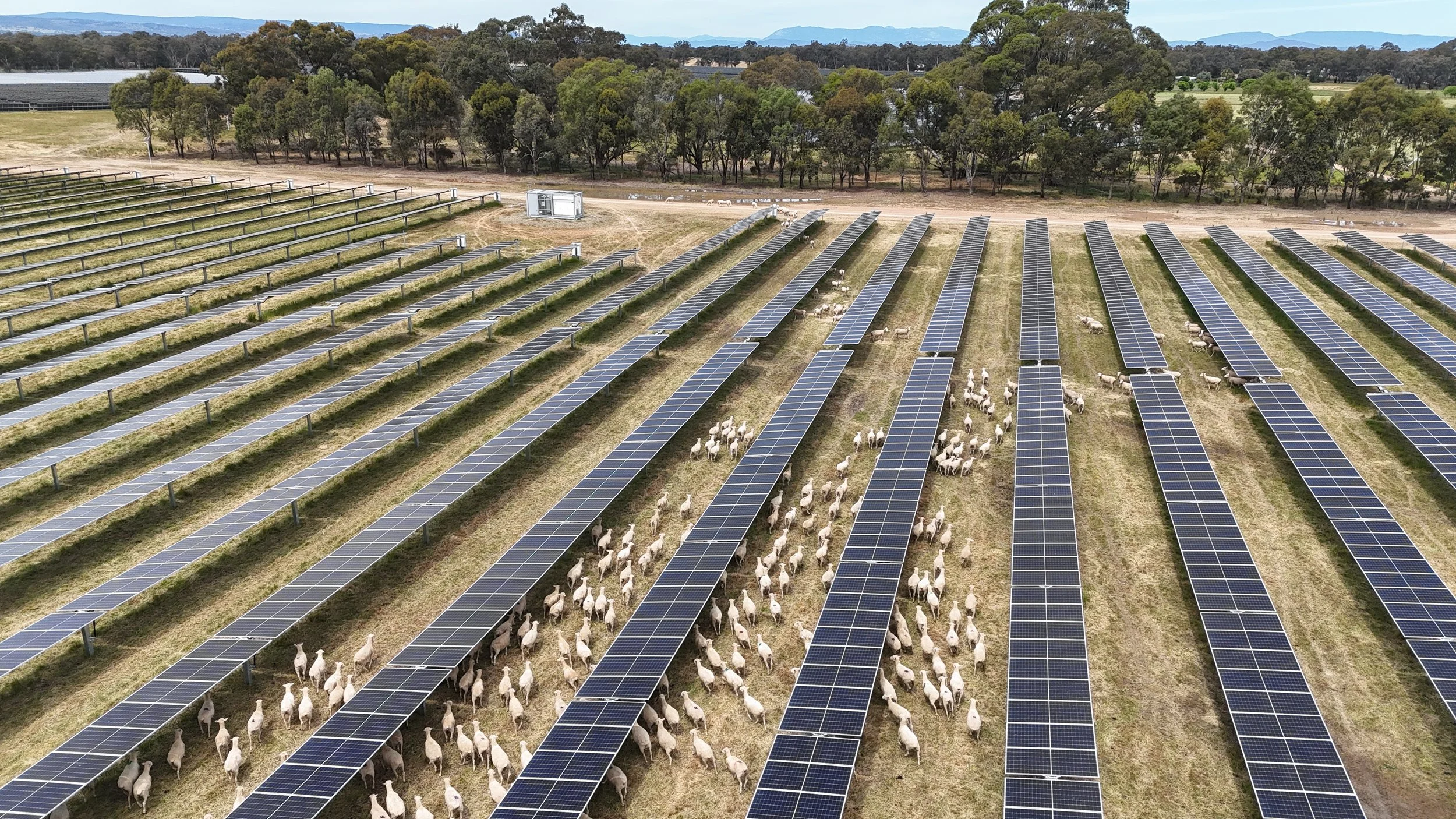Sheep agisted on wangaratta solar farm