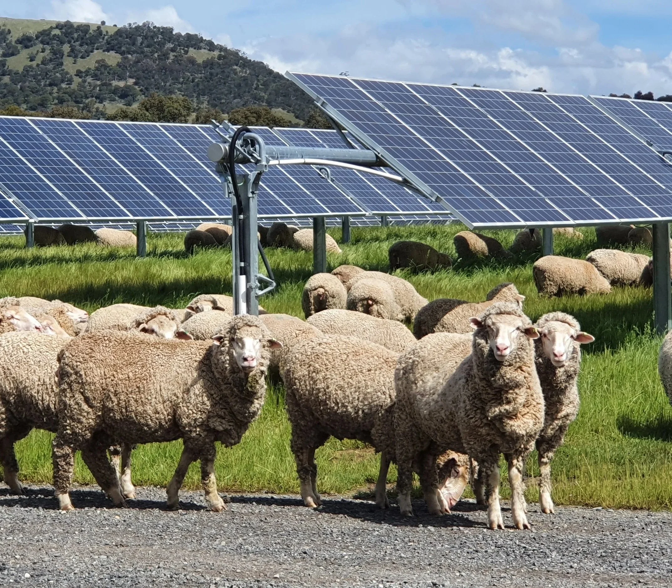A flock of sheep grazing on grass beneath a CleanPeak Energy solar farm, showing solar panels installed on metal structures above them, and a hillside with trees in the background under a partly cloudy sky.