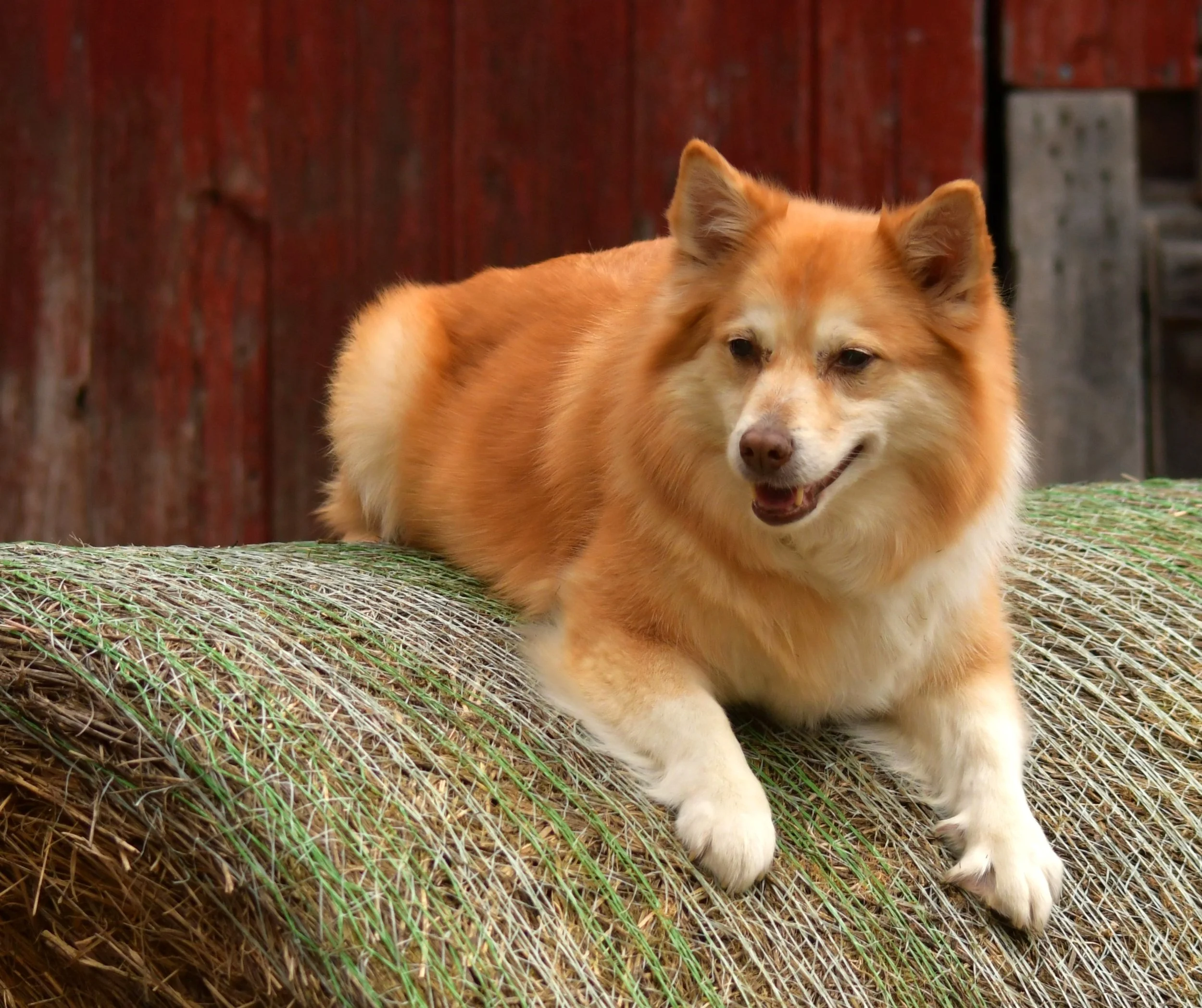 Vera on round bale.JPG