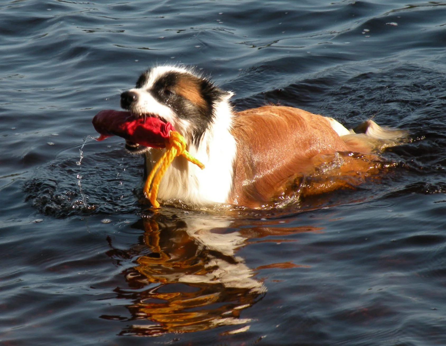 Laki loved to swim and retrieve