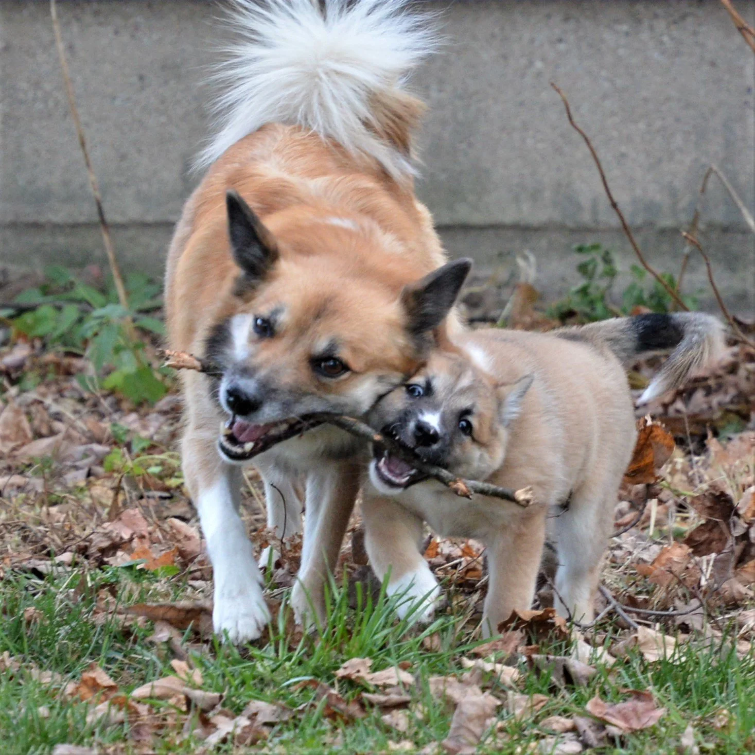 Enja and Laika 9 weeks old two of a kind.JPG