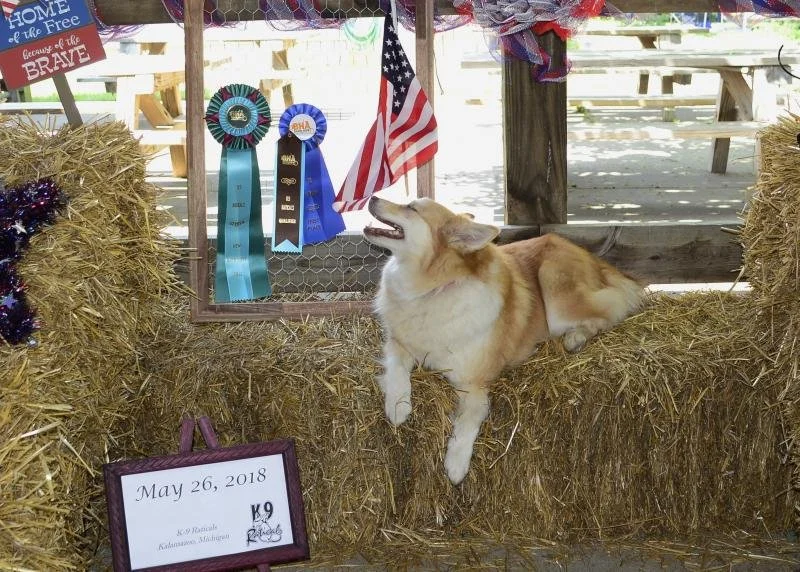 Barn Humnt Ribbons Lavendels Vera — Crossbreeze Farm