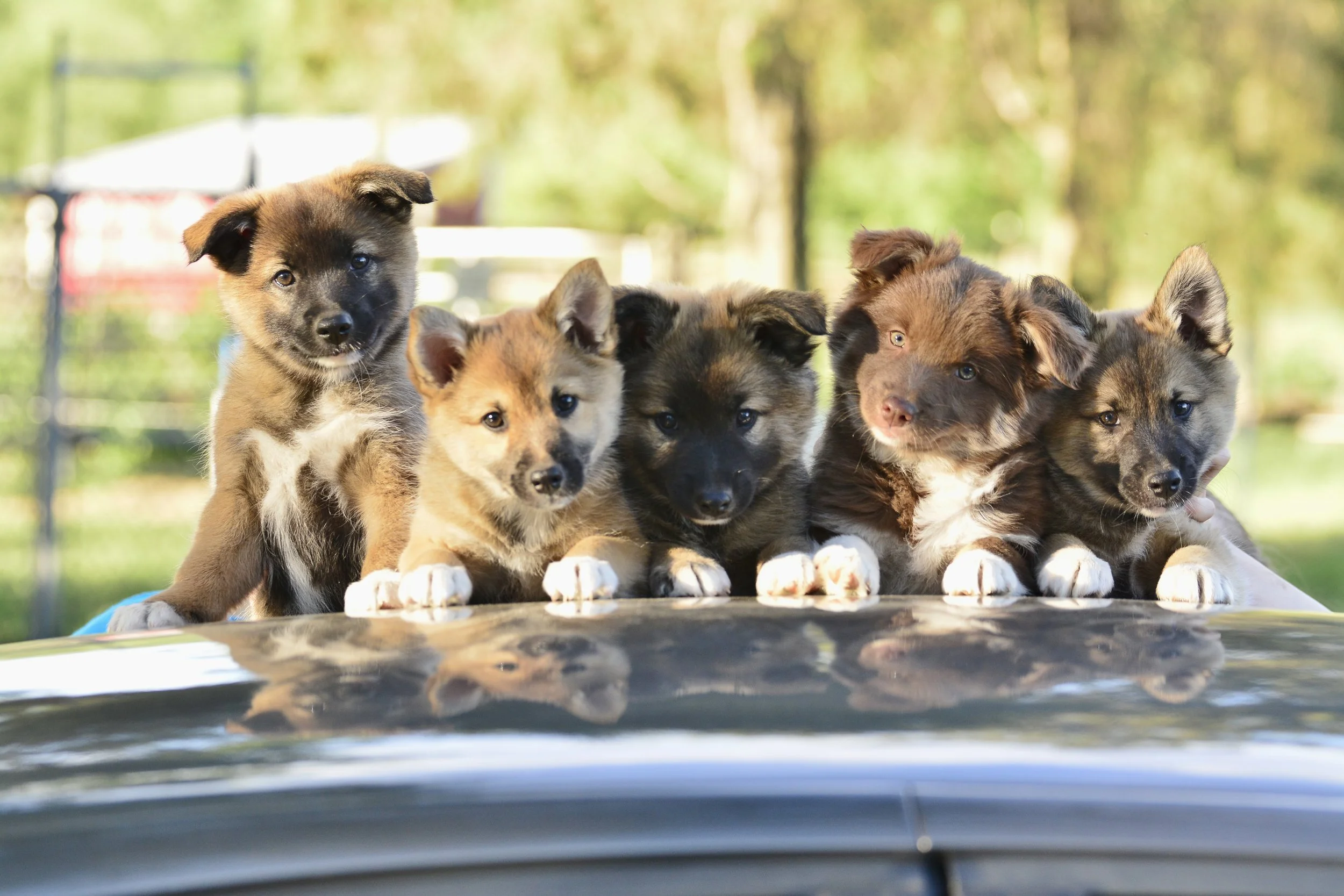 Elva and Calvin litter