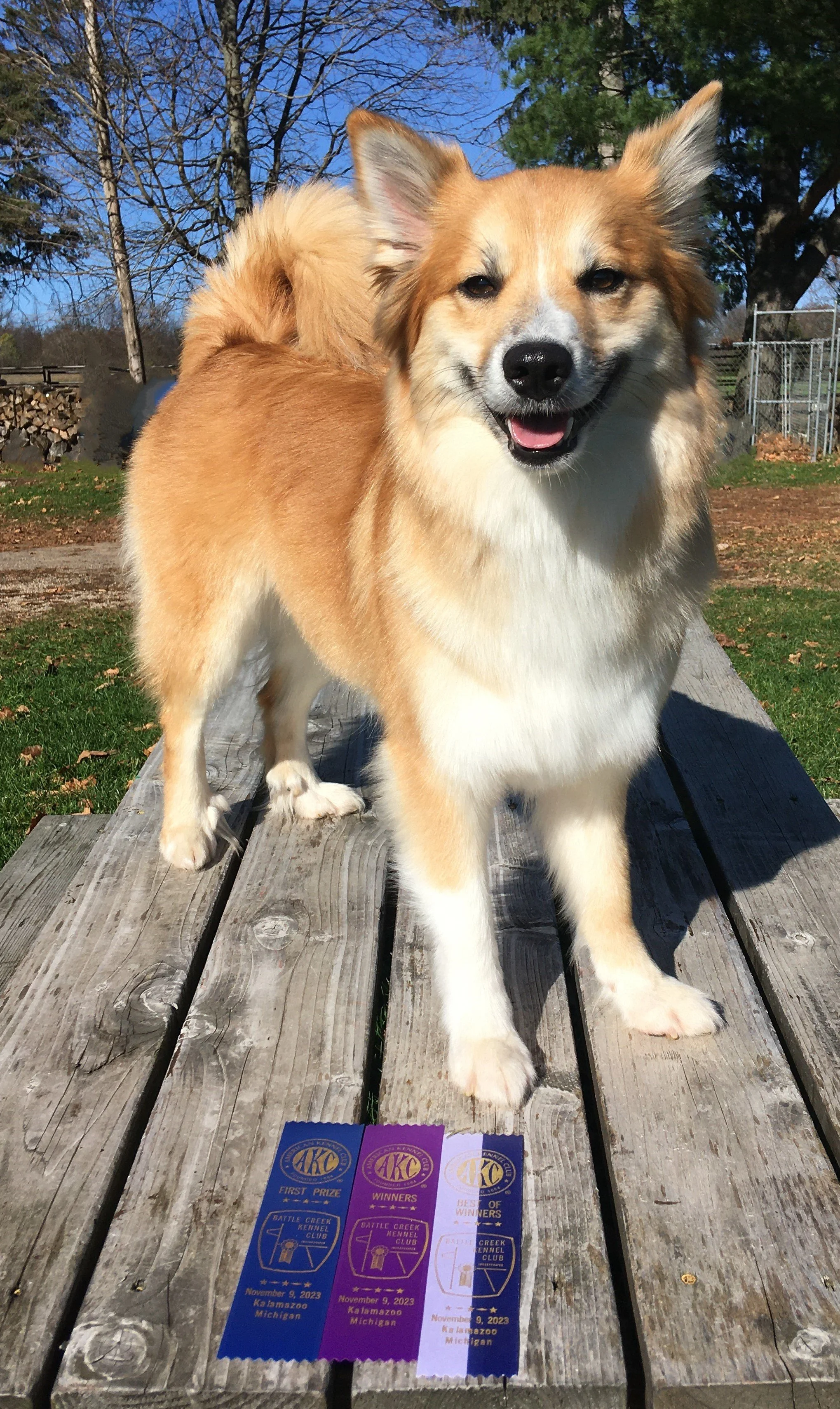 Nora and ribbons, best of winners, kalamazoo 11.9.23 copy.JPG
