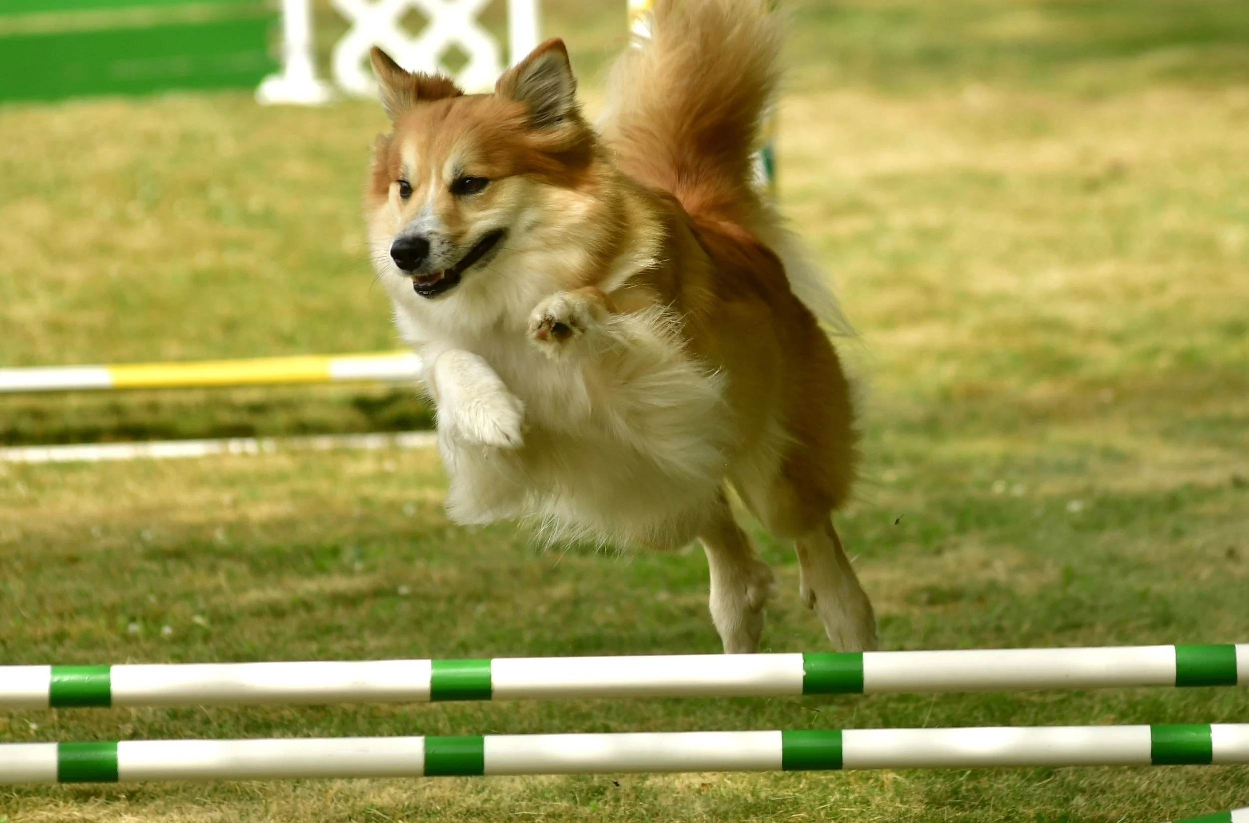 Nora jump agility.JPG