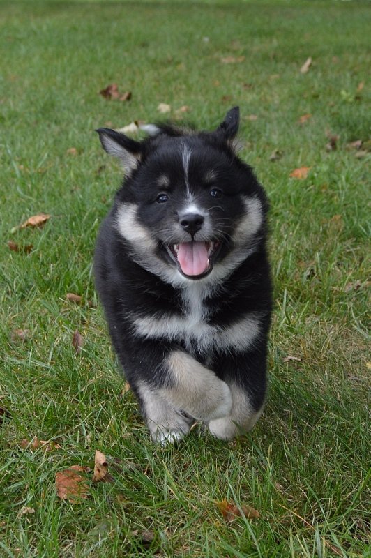 Marcus runs 6 weeks (532x800).jpg