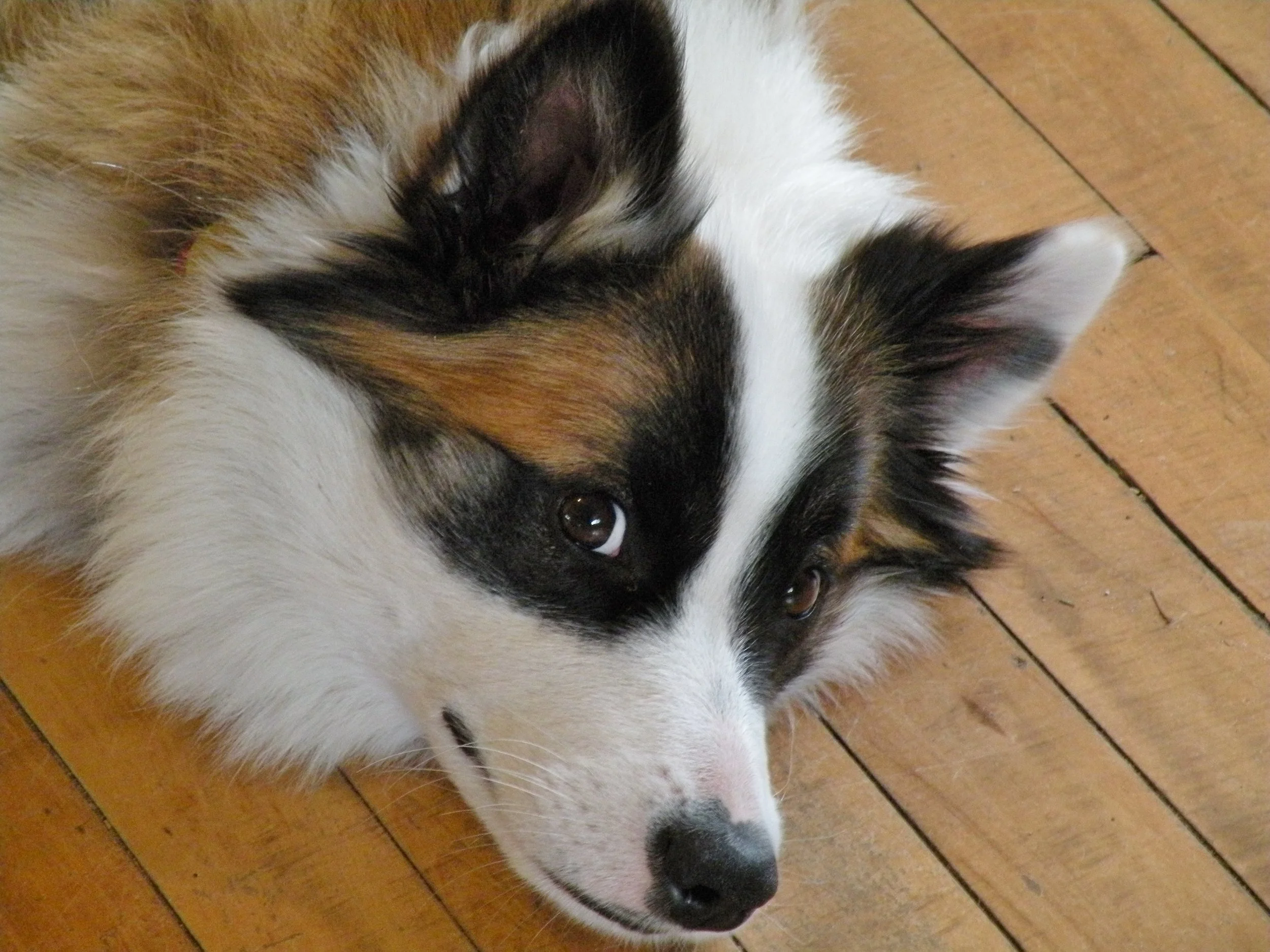 Typical Laki side eye