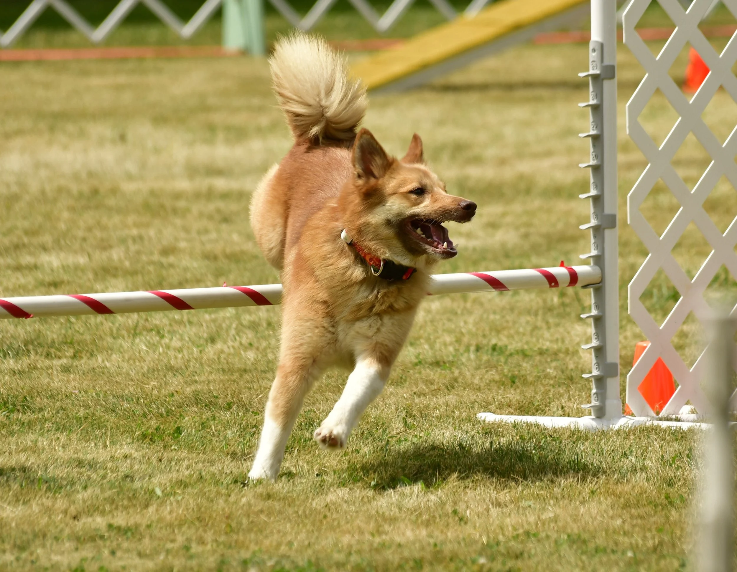 Secret agililty jump.JPG